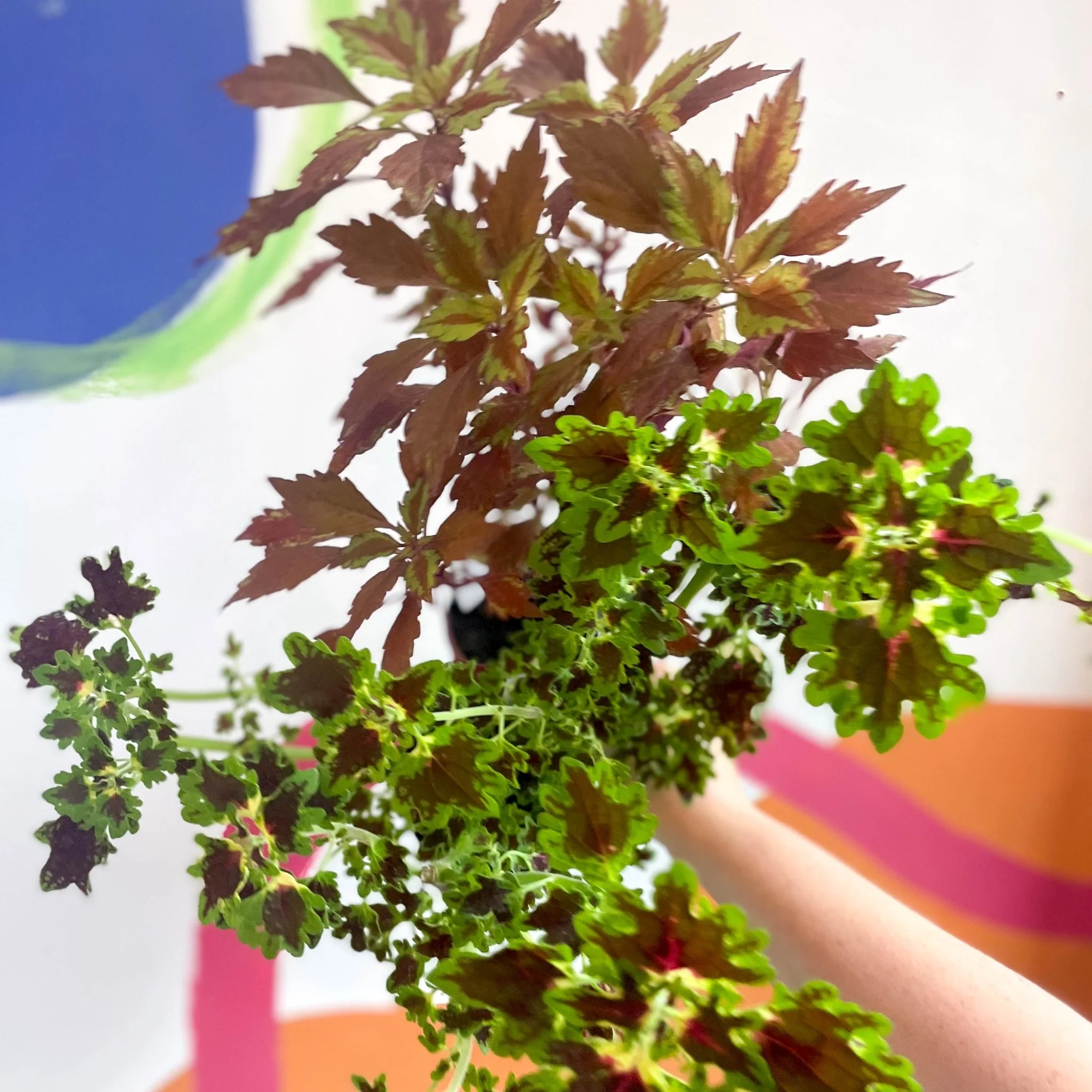 Lucky Dip Painted Nettle - Coleus - Welsh Grown - Image 3