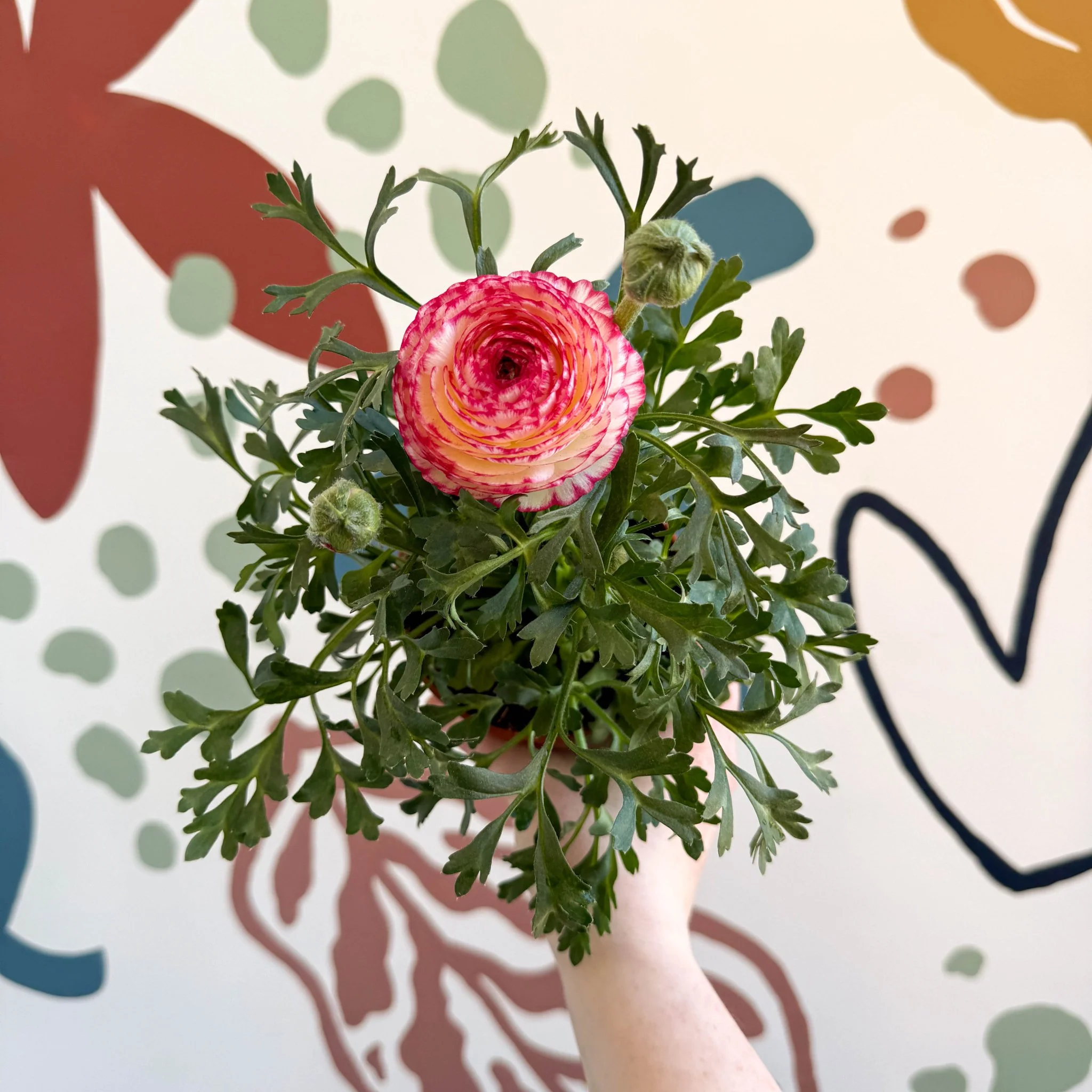 Ranunculus asiaticus - Persian Buttercup - Image 11