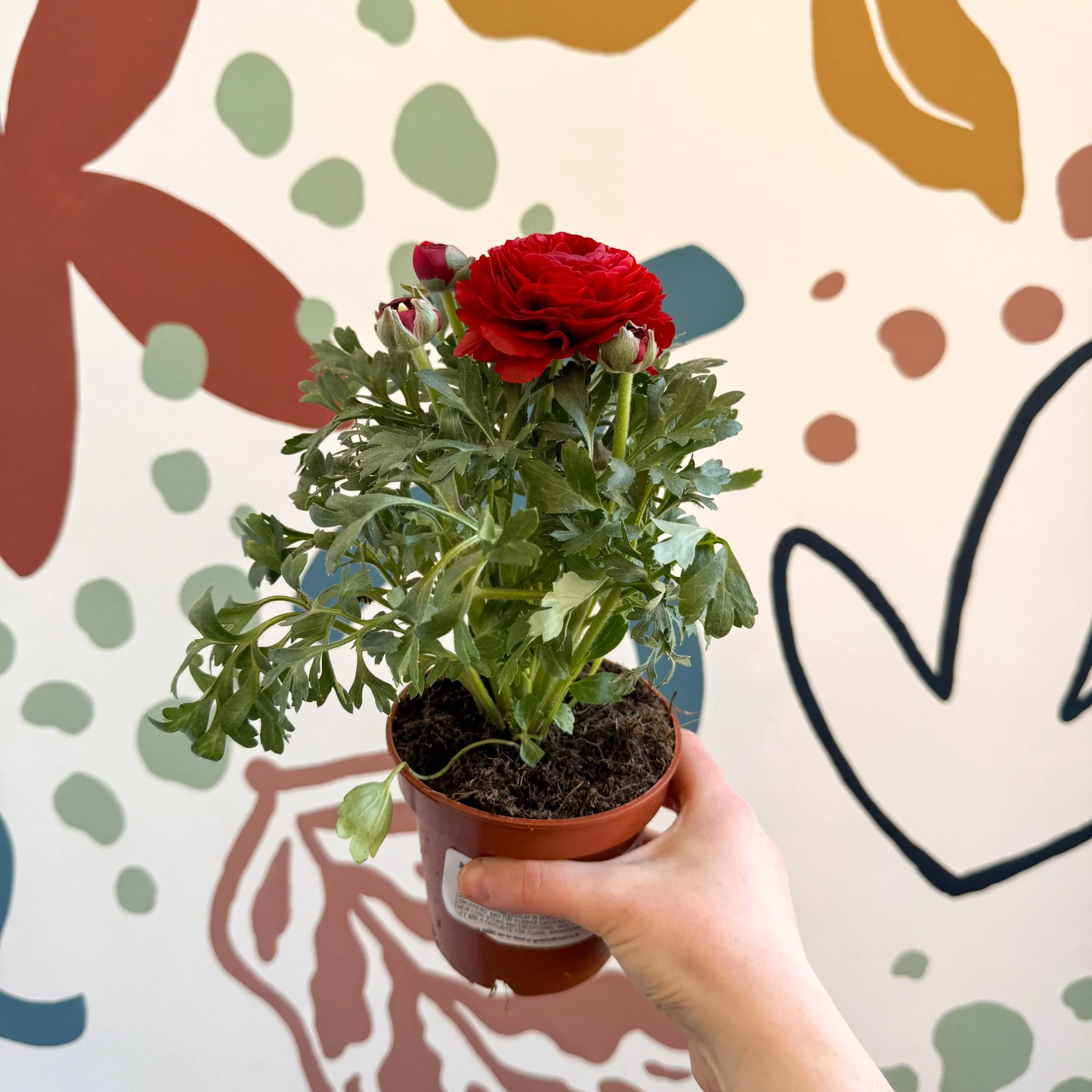 Ranunculus asiaticus - Persian Buttercup - Image 12