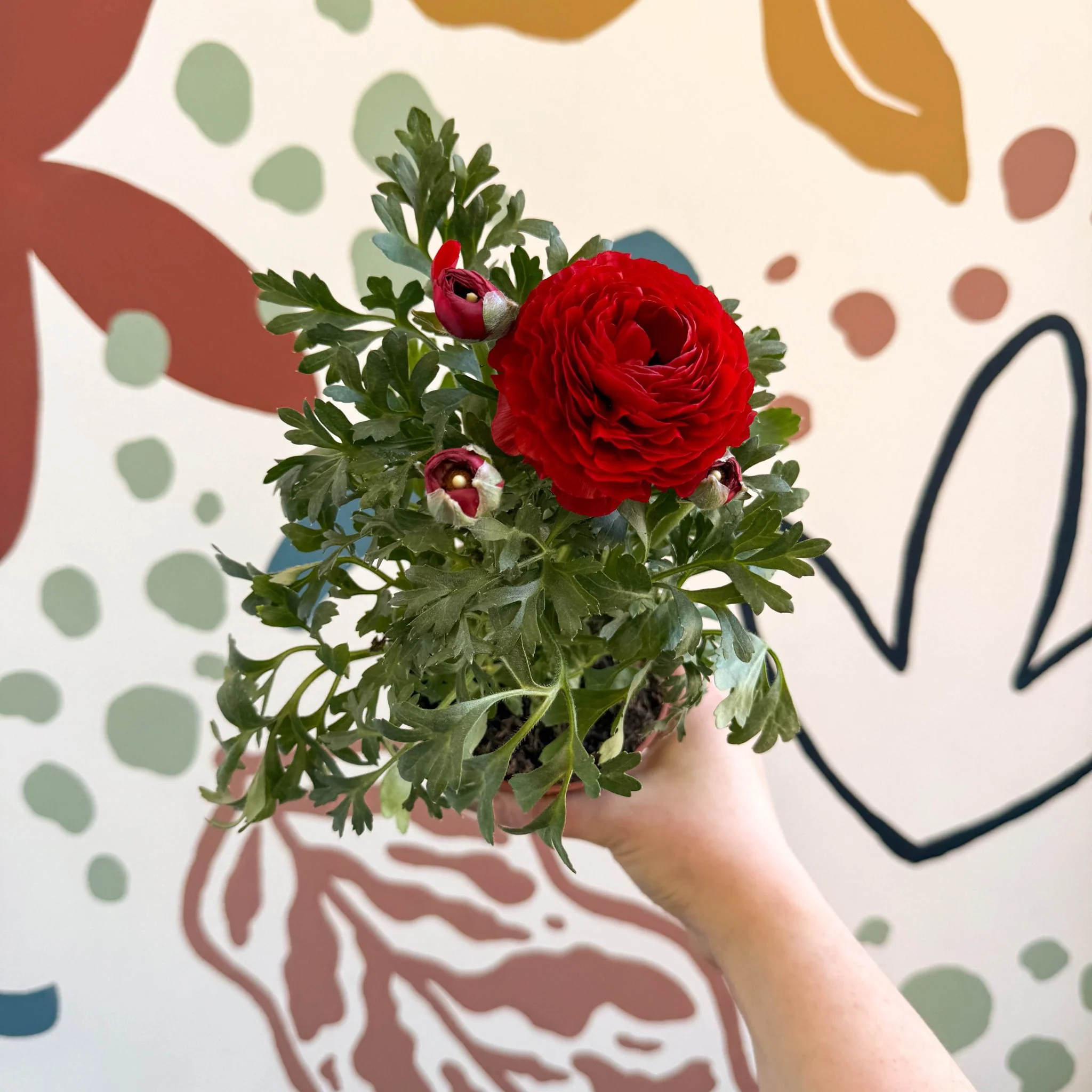 Ranunculus asiaticus - Persian Buttercup - Image 13