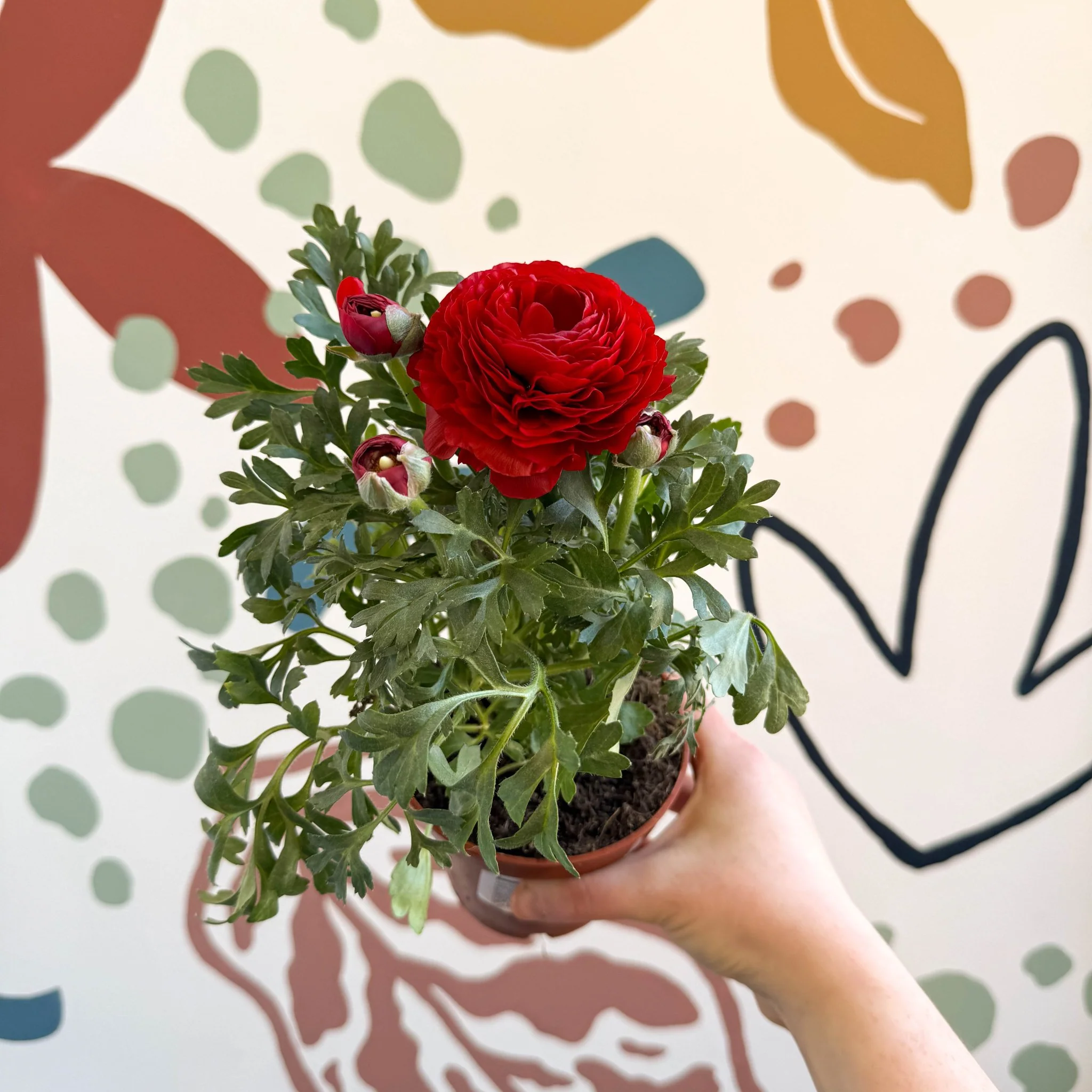 Ranunculus asiaticus - Persian Buttercup - Image 14