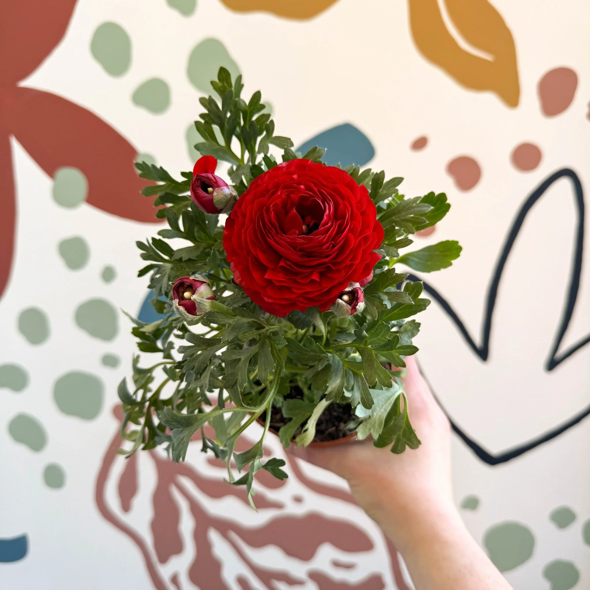 Ranunculus asiaticus - Persian Buttercup - Image 15