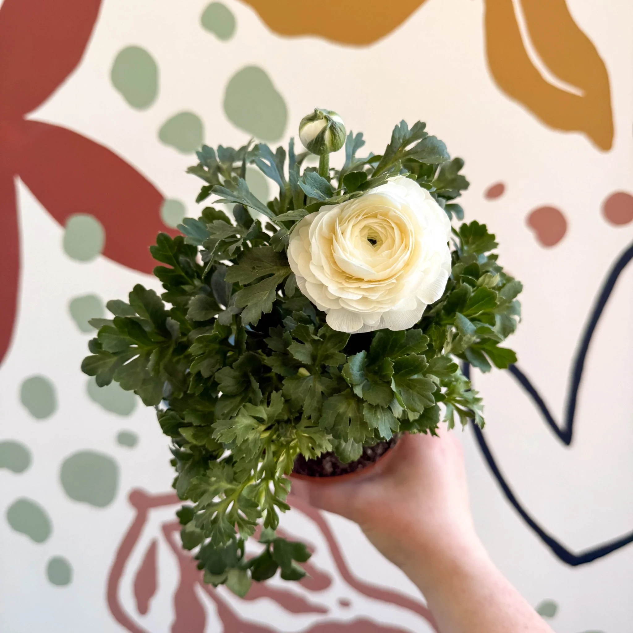 Ranunculus asiaticus - Persian Buttercup - Image 2