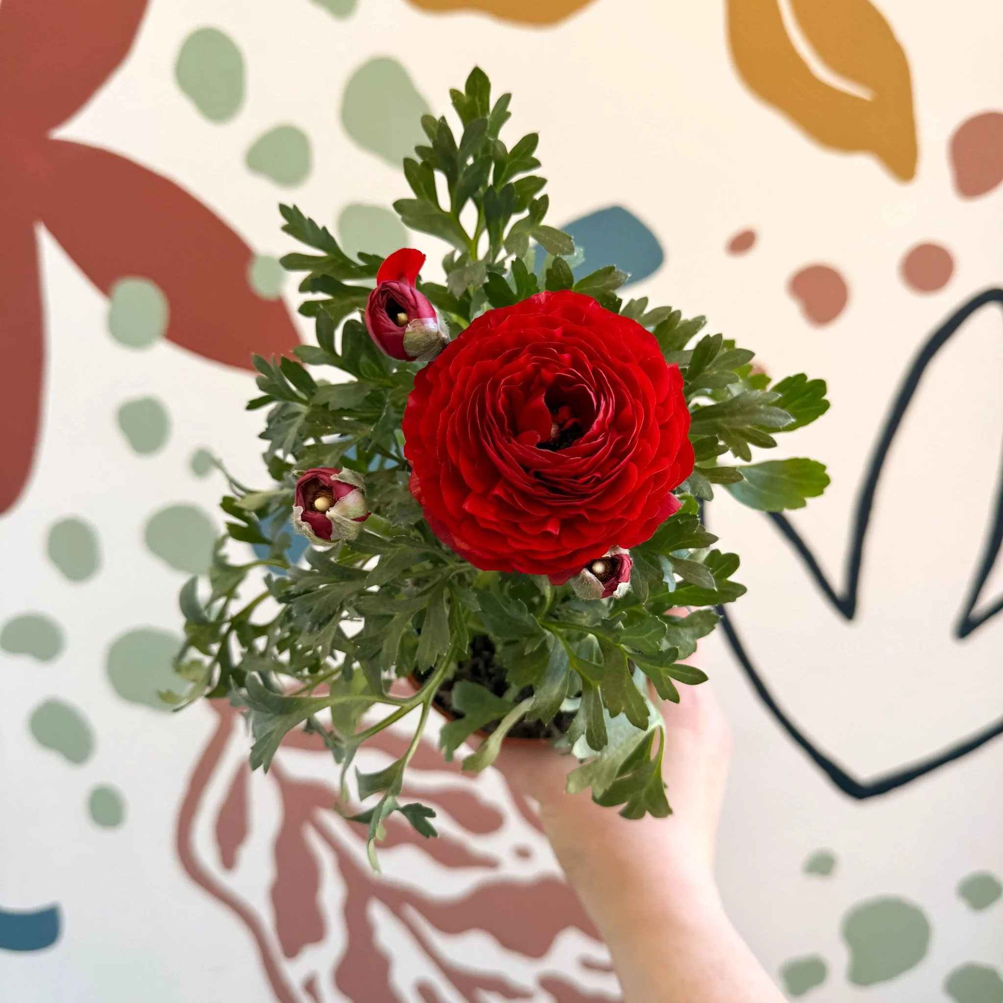 Ranunculus asiaticus - Persian Buttercup - Image 3