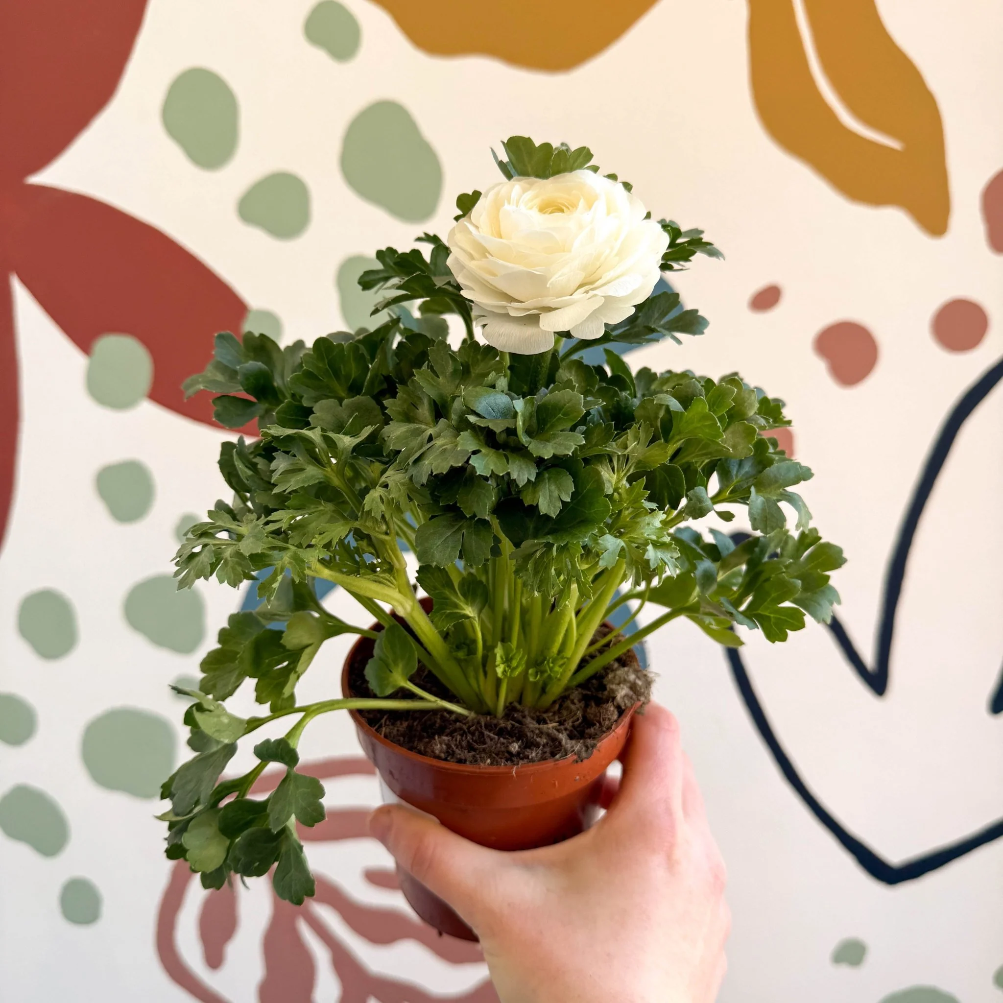 Ranunculus asiaticus - Persian Buttercup - Image 4