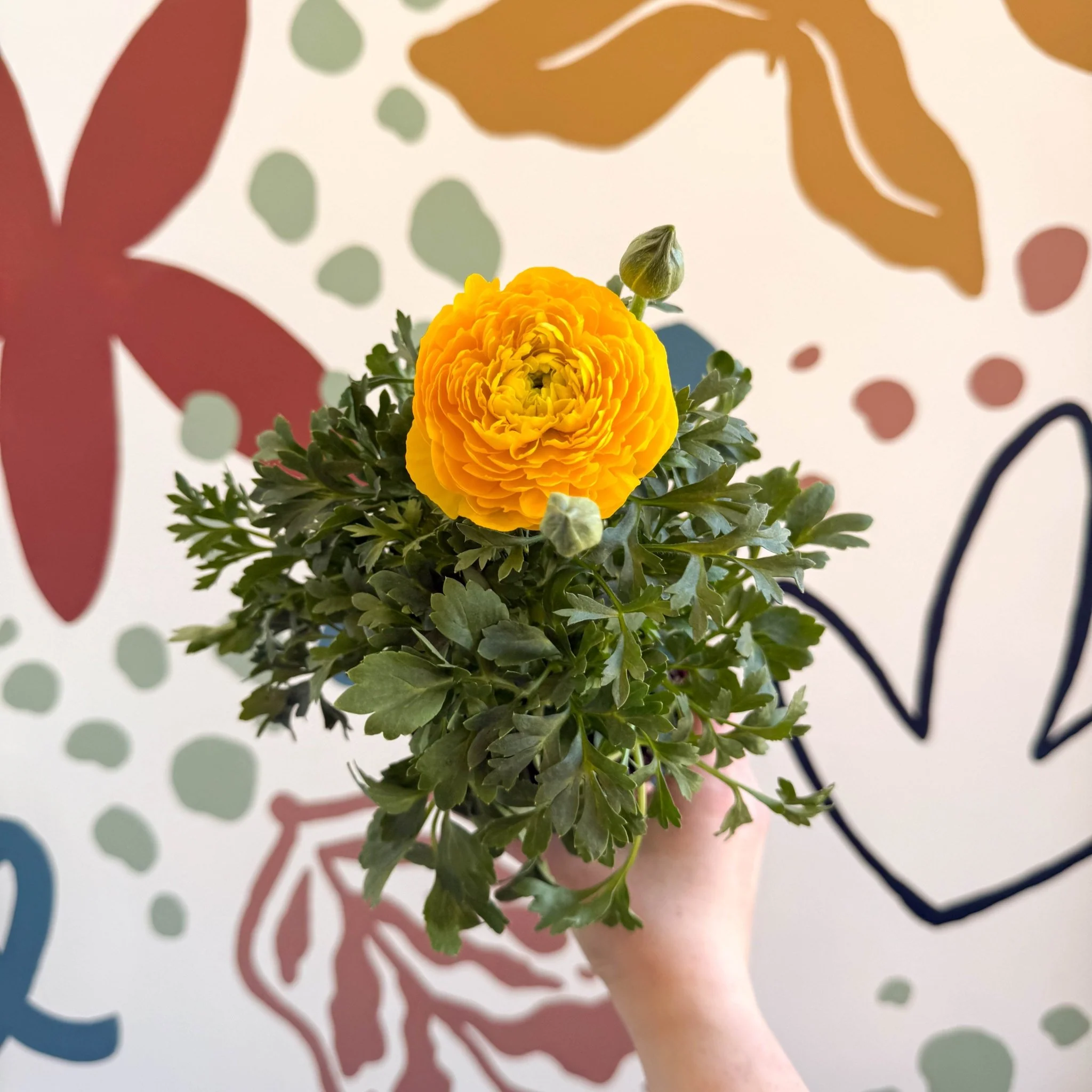 Ranunculus asiaticus - Persian Buttercup - Image 5