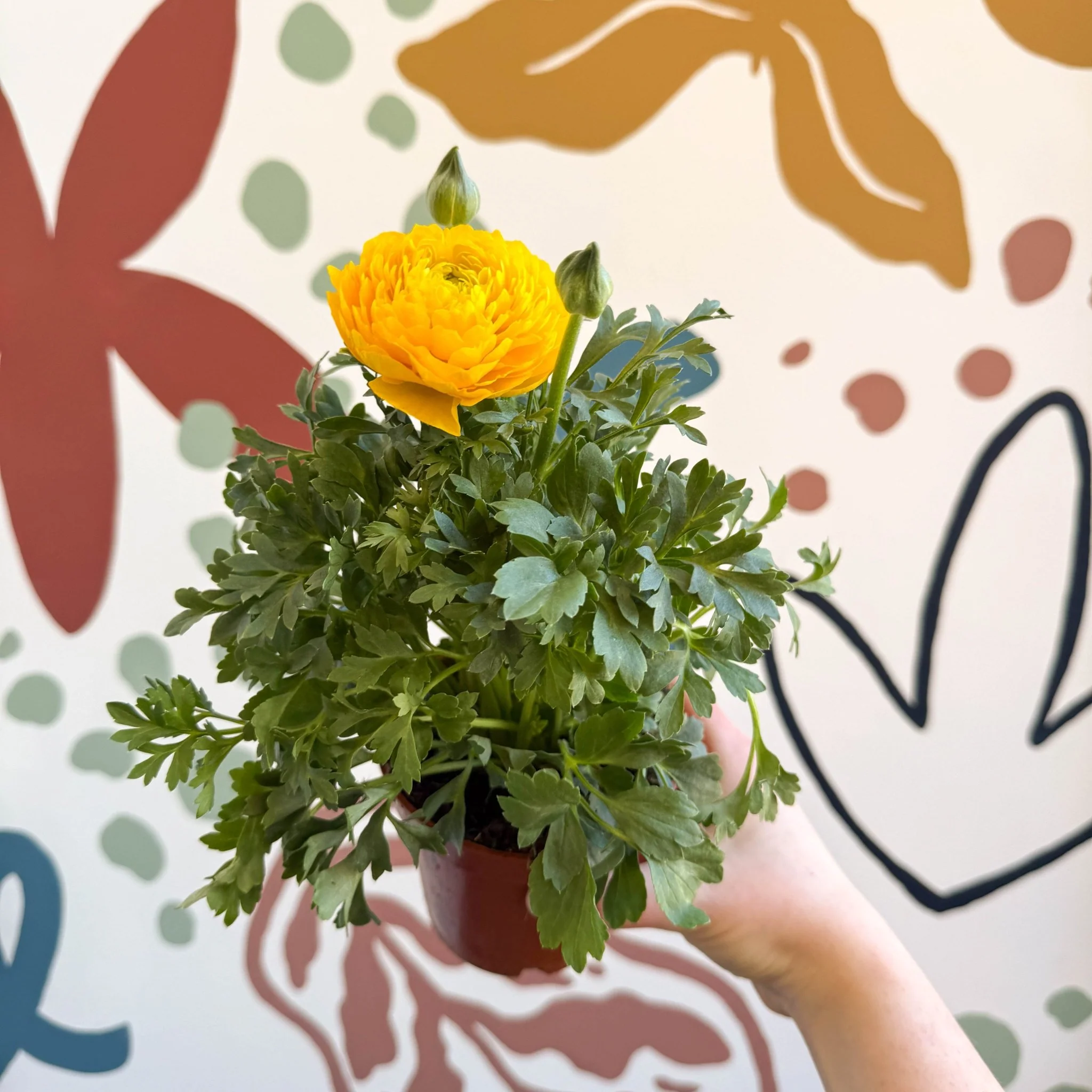 Ranunculus asiaticus - Persian Buttercup - Image 6