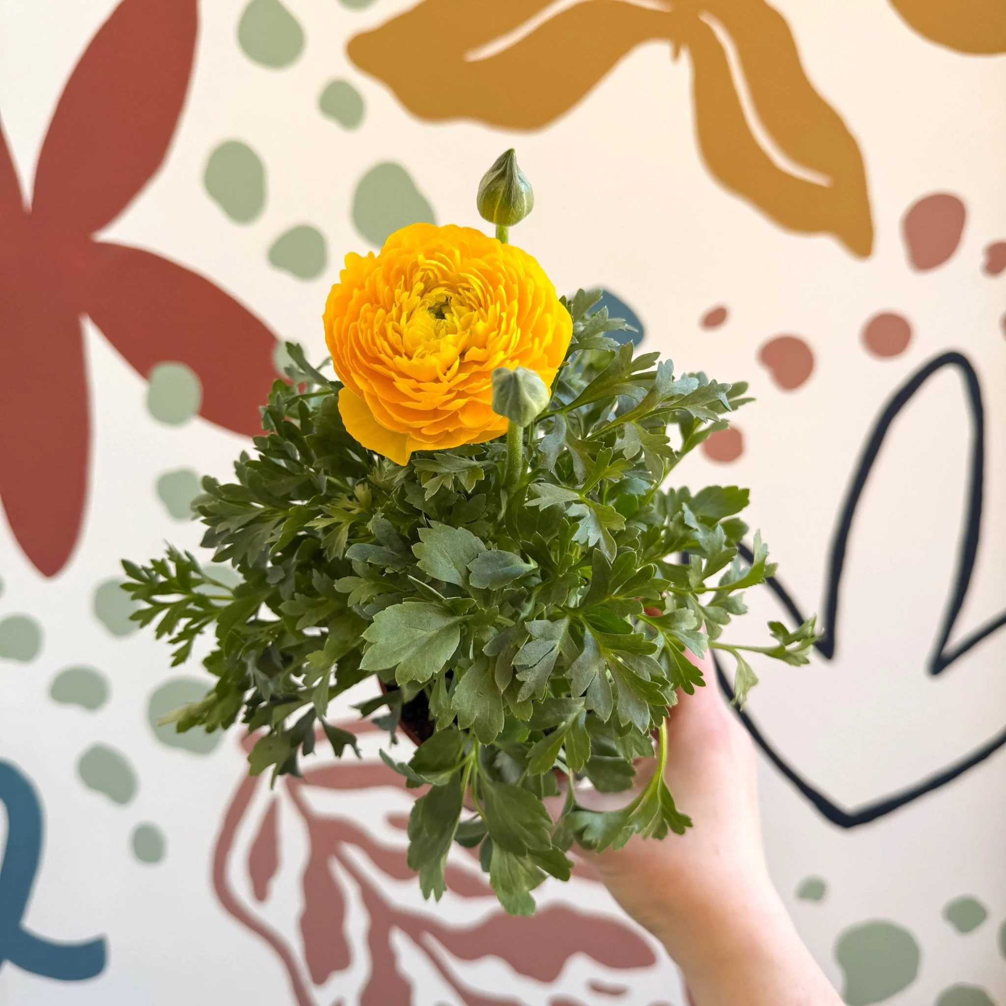 Ranunculus asiaticus - Persian Buttercup - Image 7