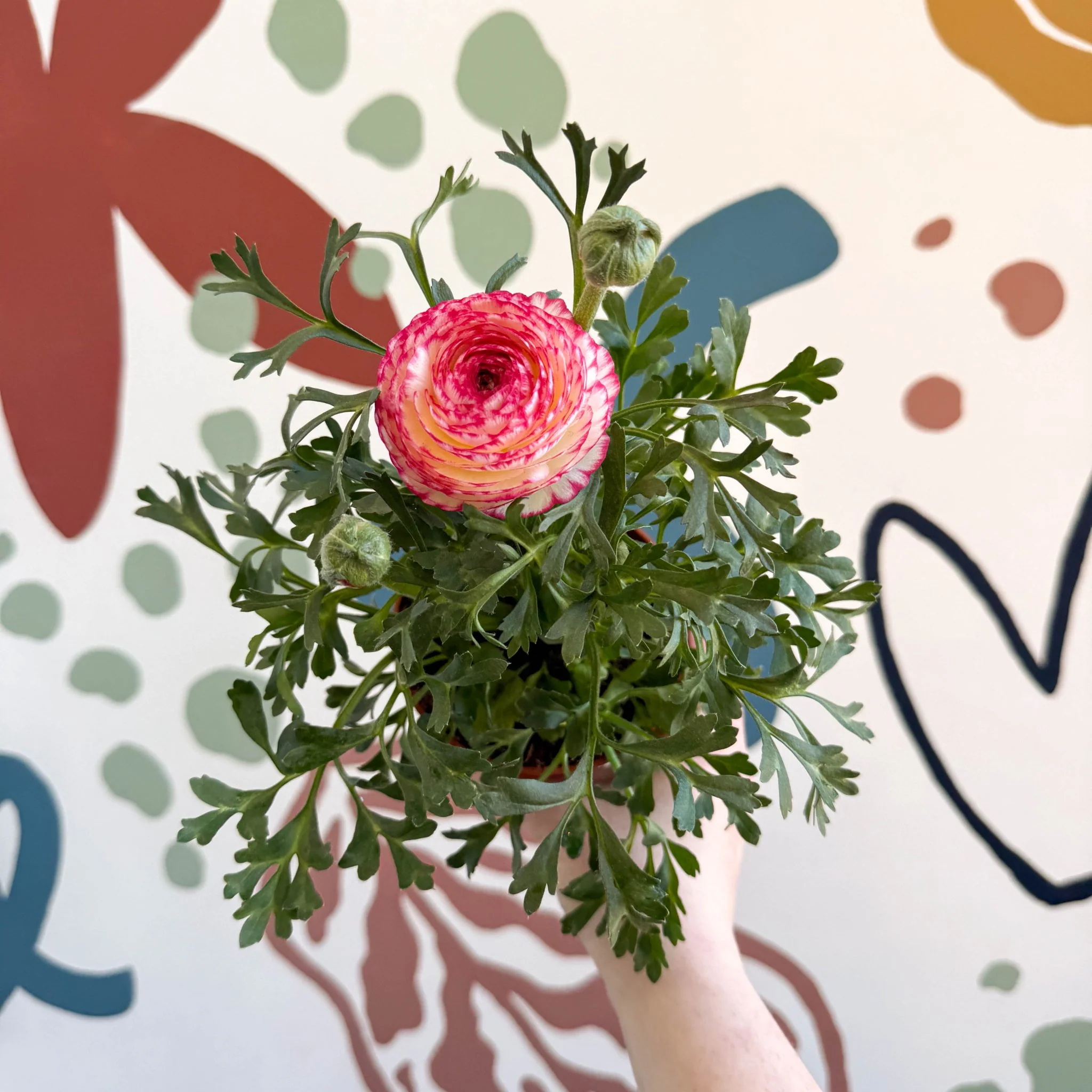 Ranunculus asiaticus - Persian Buttercup - Image 8