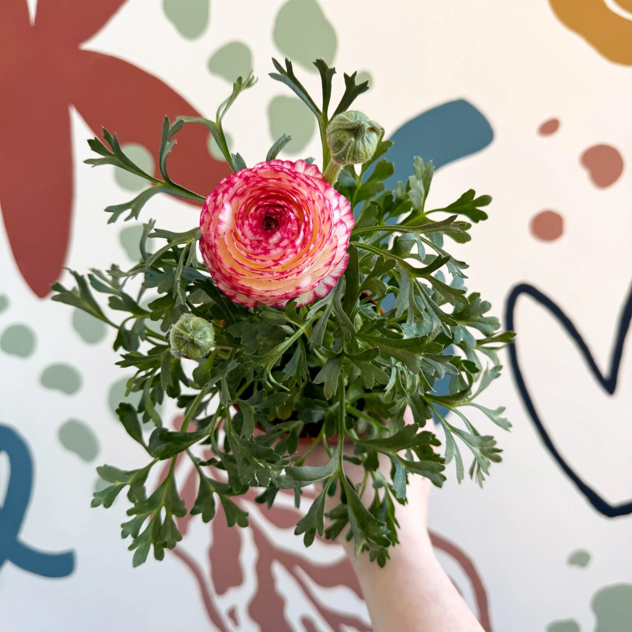 Ranunculus asiaticus - Persian Buttercup - Image 9