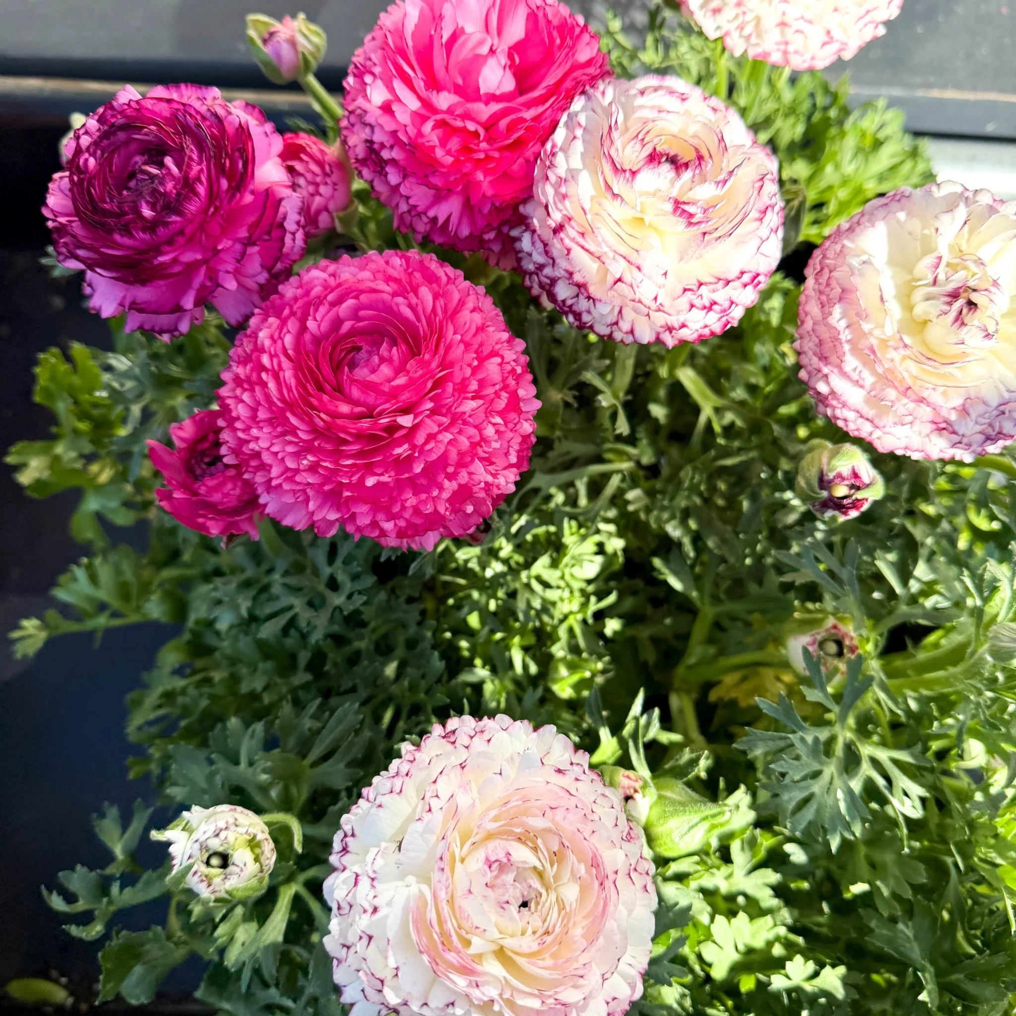 Ranunculus asiaticus 'Sprinkles Bicolor' - Mixed Colour Persian Buttercup - Image 3