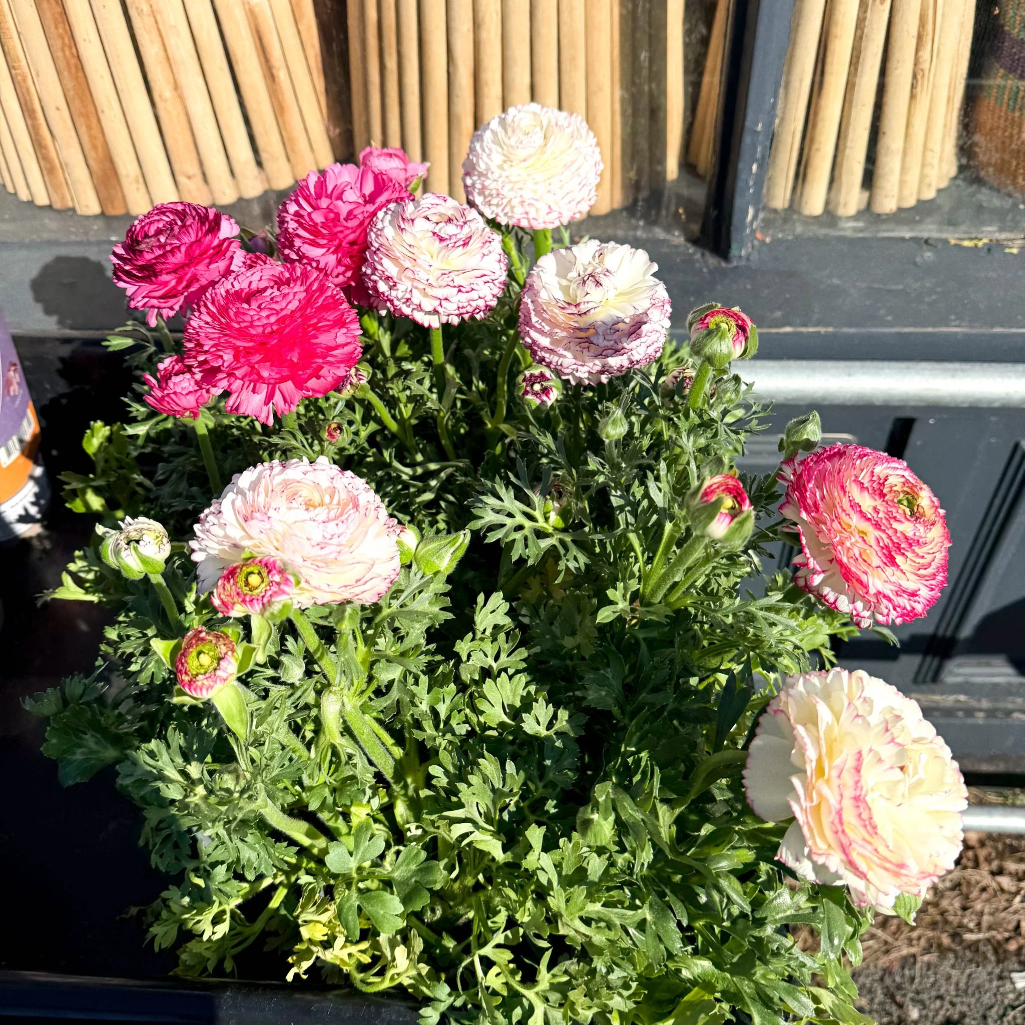 Ranunculus asiaticus 'Sprinkles Bicolor' - Mixed Colour Persian Buttercup - Image 4
