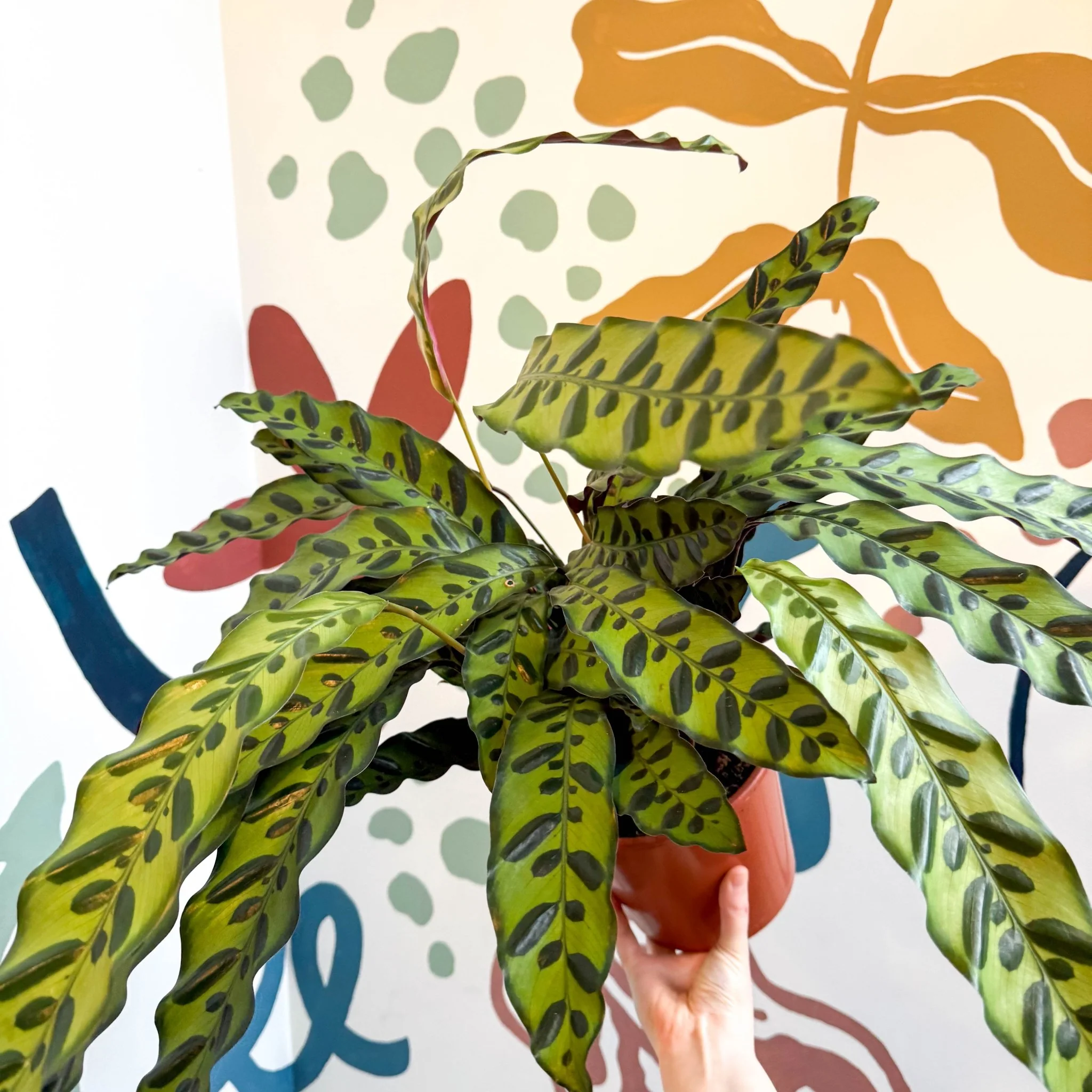 Calathea lancifolia - Rattlesnake Plant - Image 19