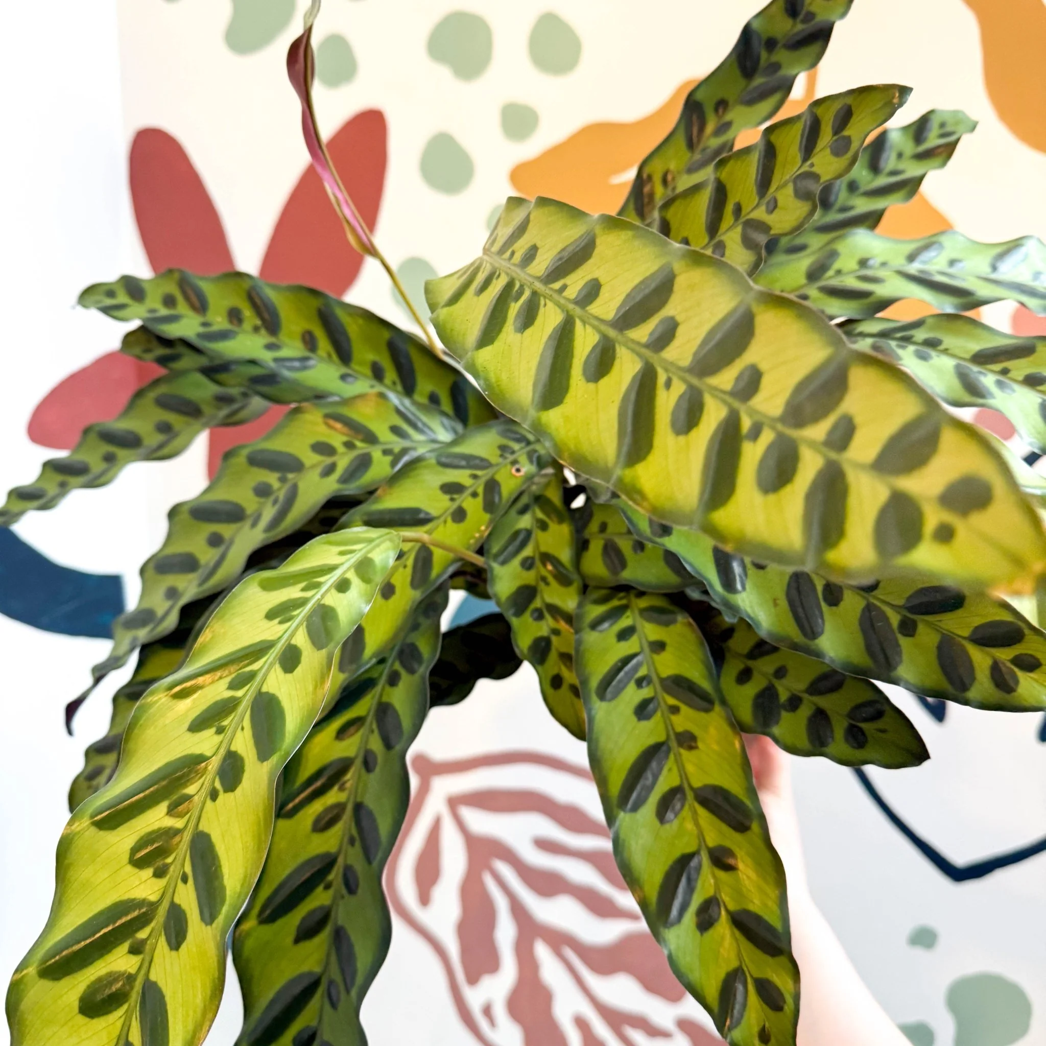 Calathea lancifolia - Rattlesnake Plant - Image 2