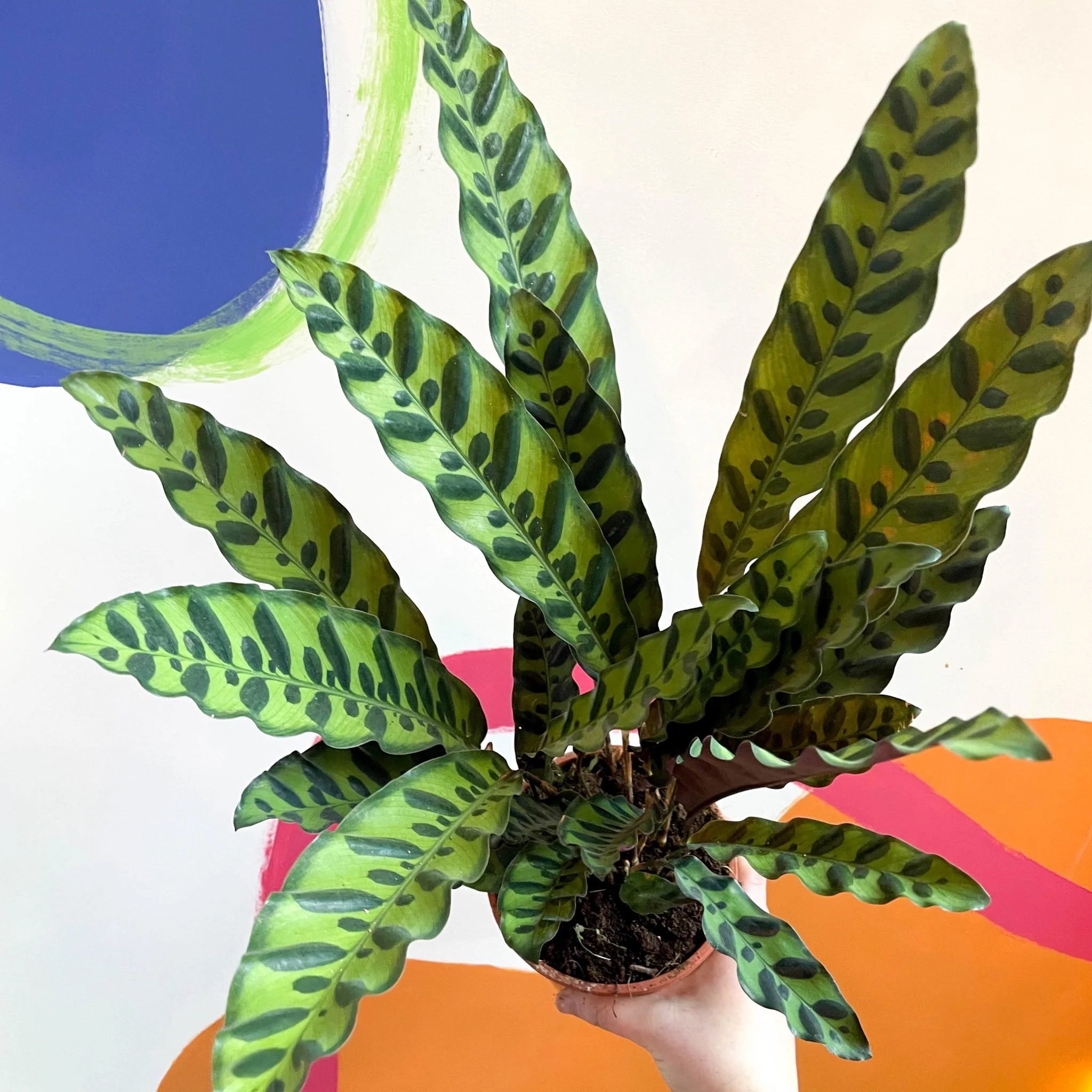Calathea lancifolia - Rattlesnake Plant - Image 3