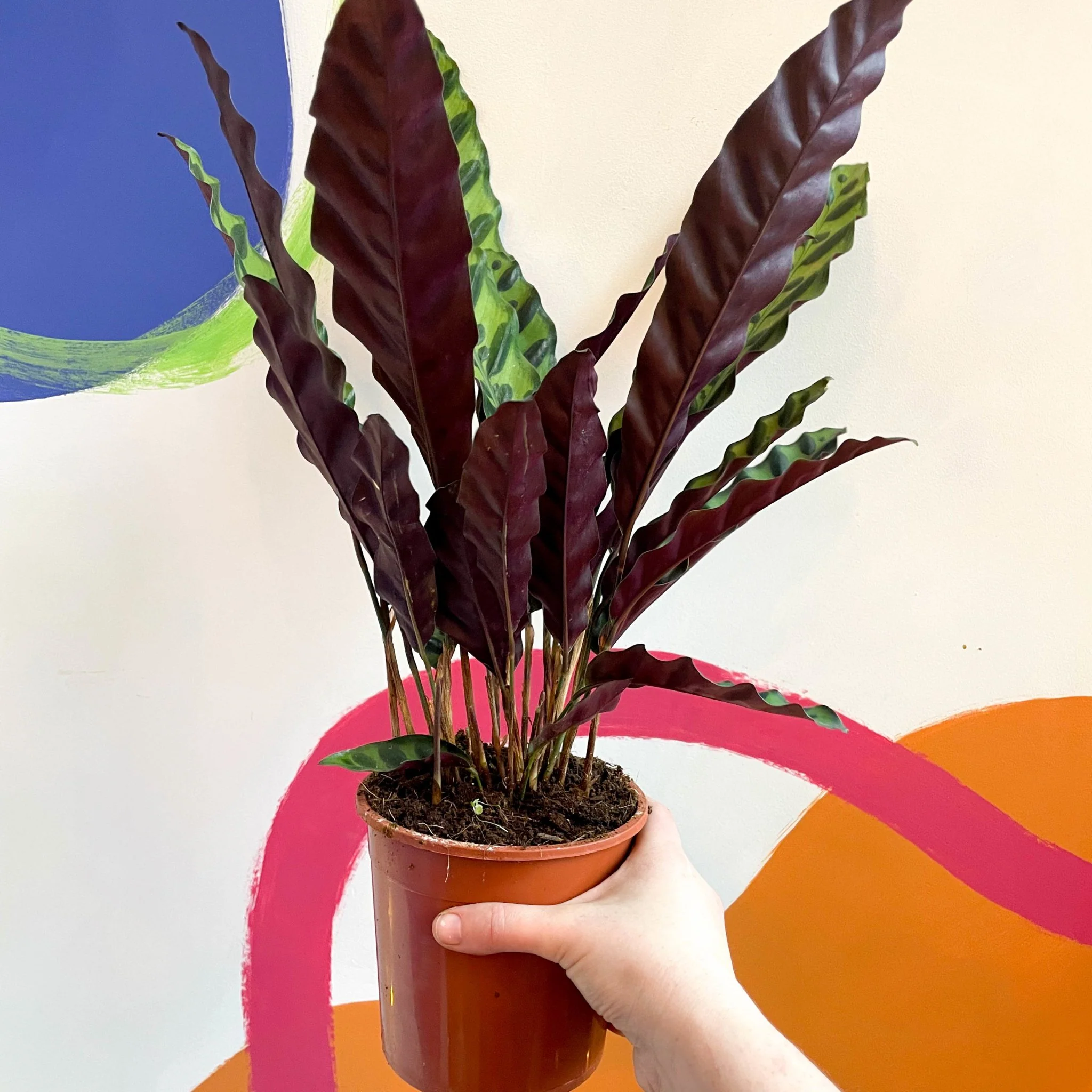 Calathea lancifolia - Rattlesnake Plant - Image 4