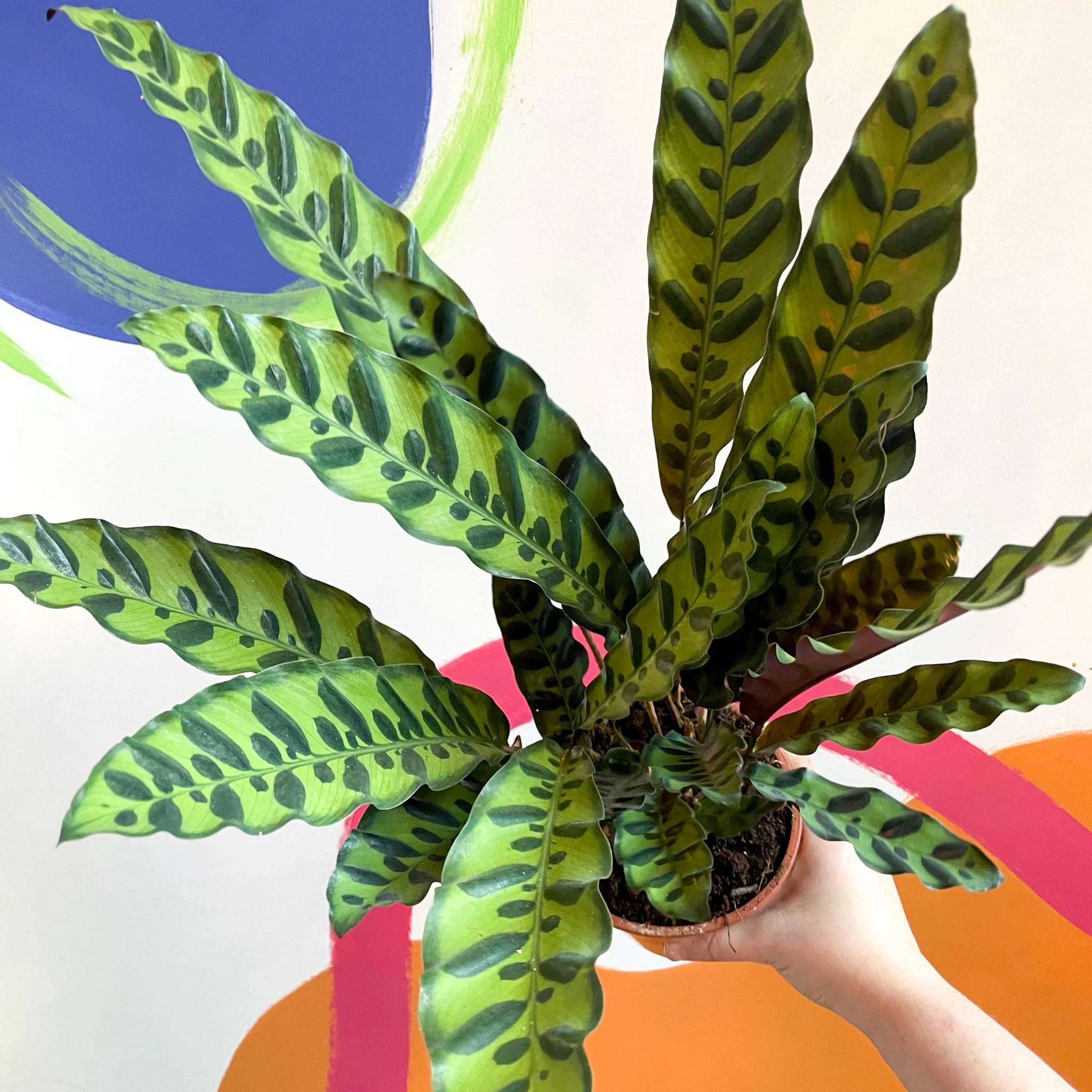 Calathea lancifolia - Rattlesnake Plant - Image 5