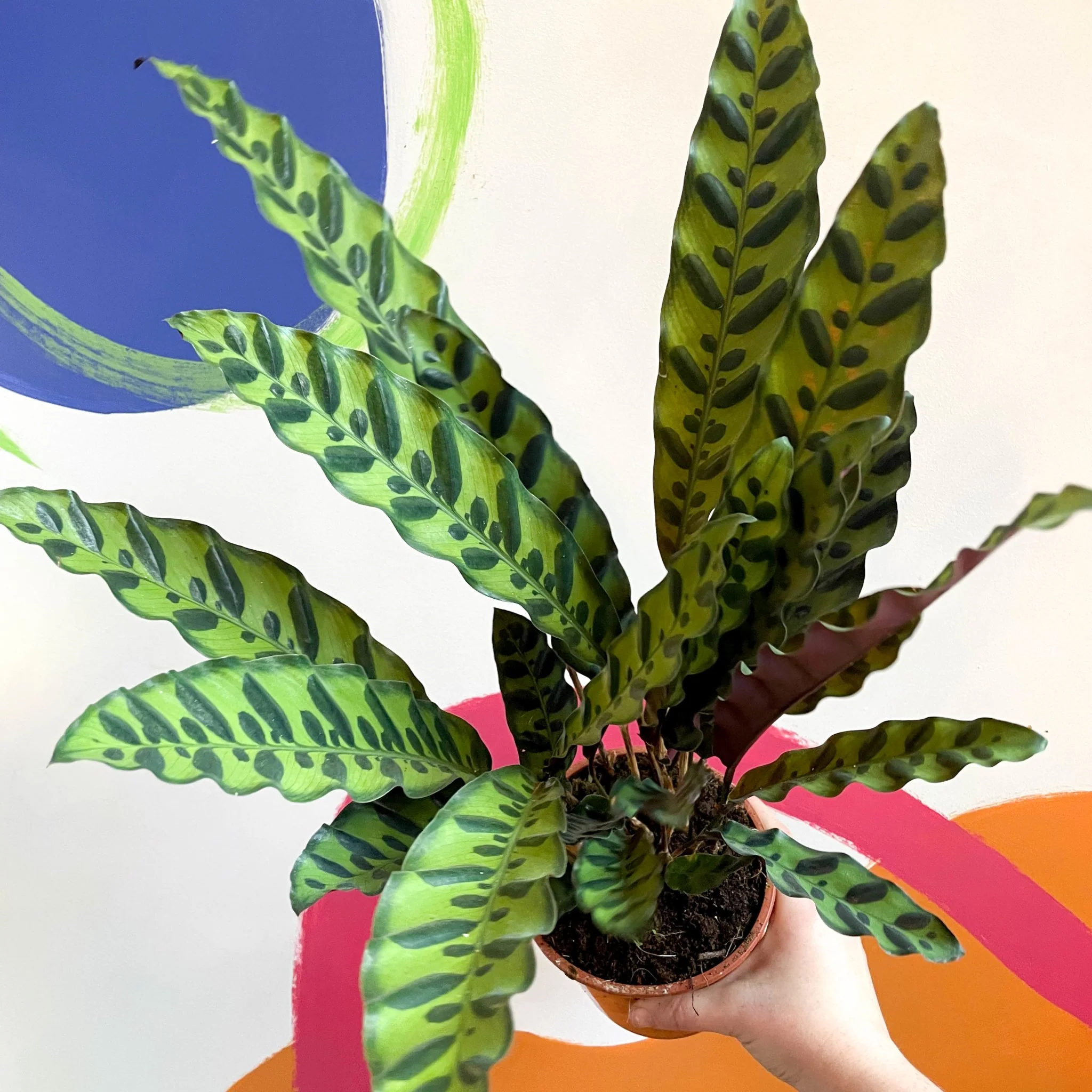 Calathea lancifolia - Rattlesnake Plant - Image 6