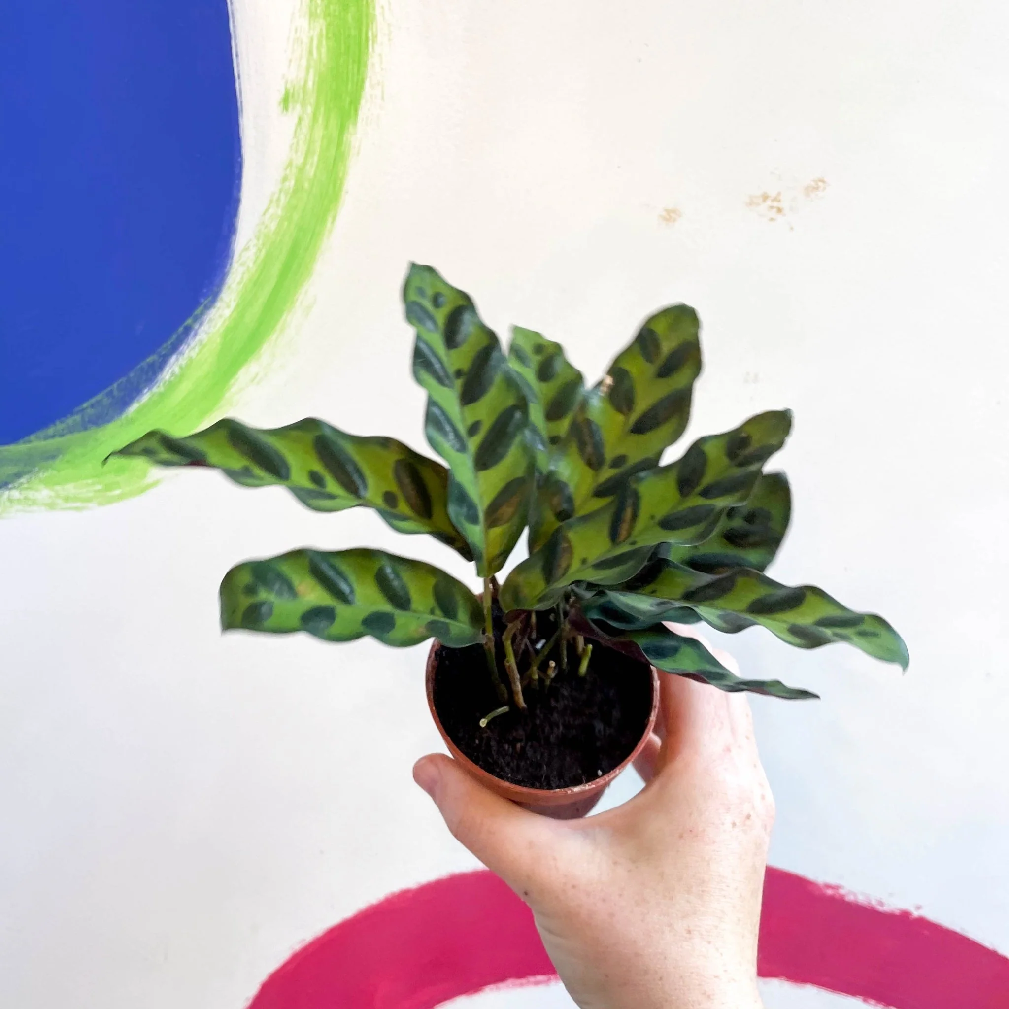Calathea lancifolia - Rattlesnake Plant - Image 7