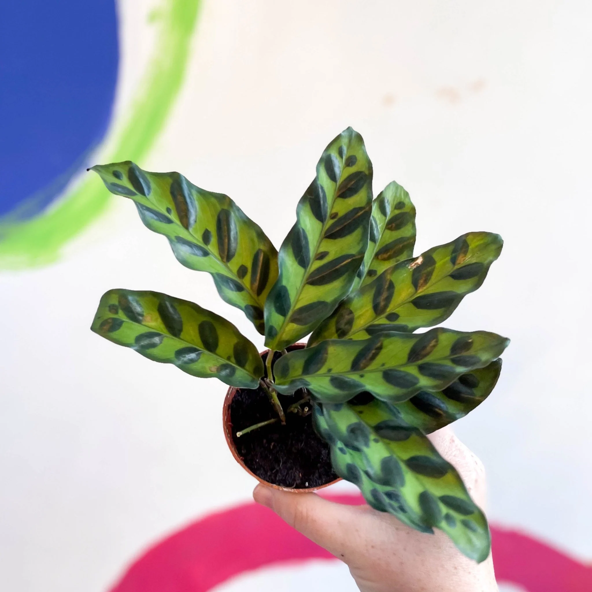 Calathea lancifolia - Rattlesnake Plant - Image 8