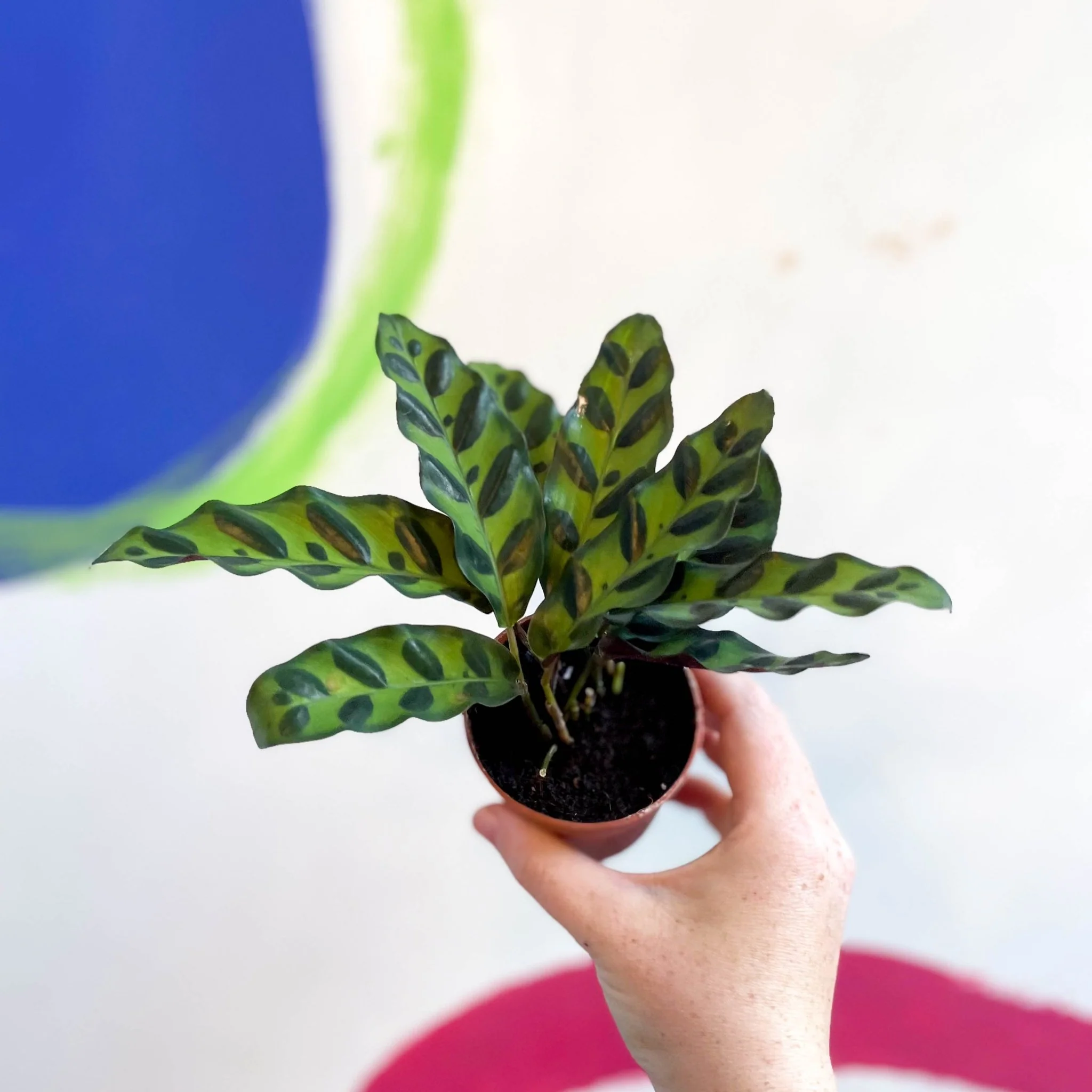 Calathea lancifolia - Rattlesnake Plant - Image 9