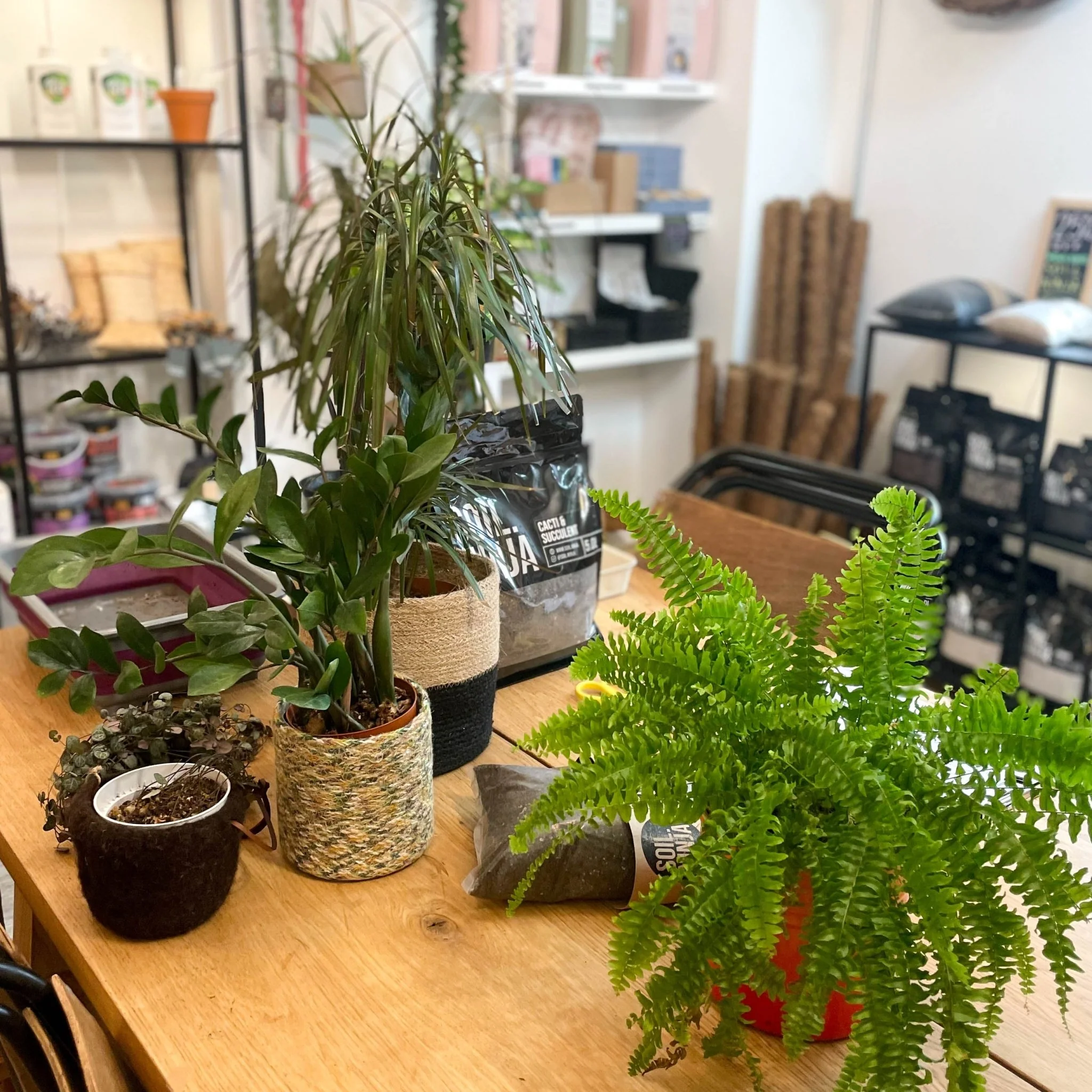 Re-potting Service