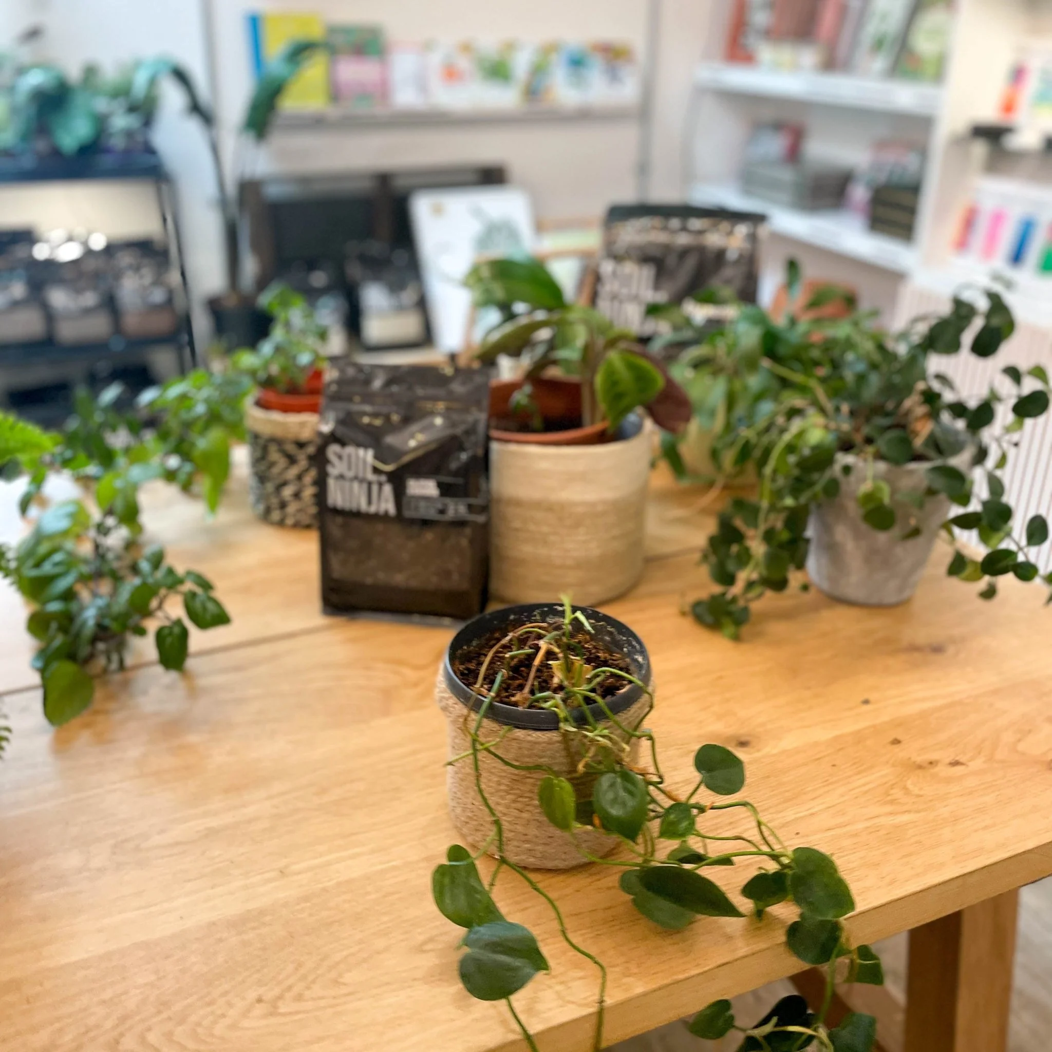 Re-potting Service - Image 2