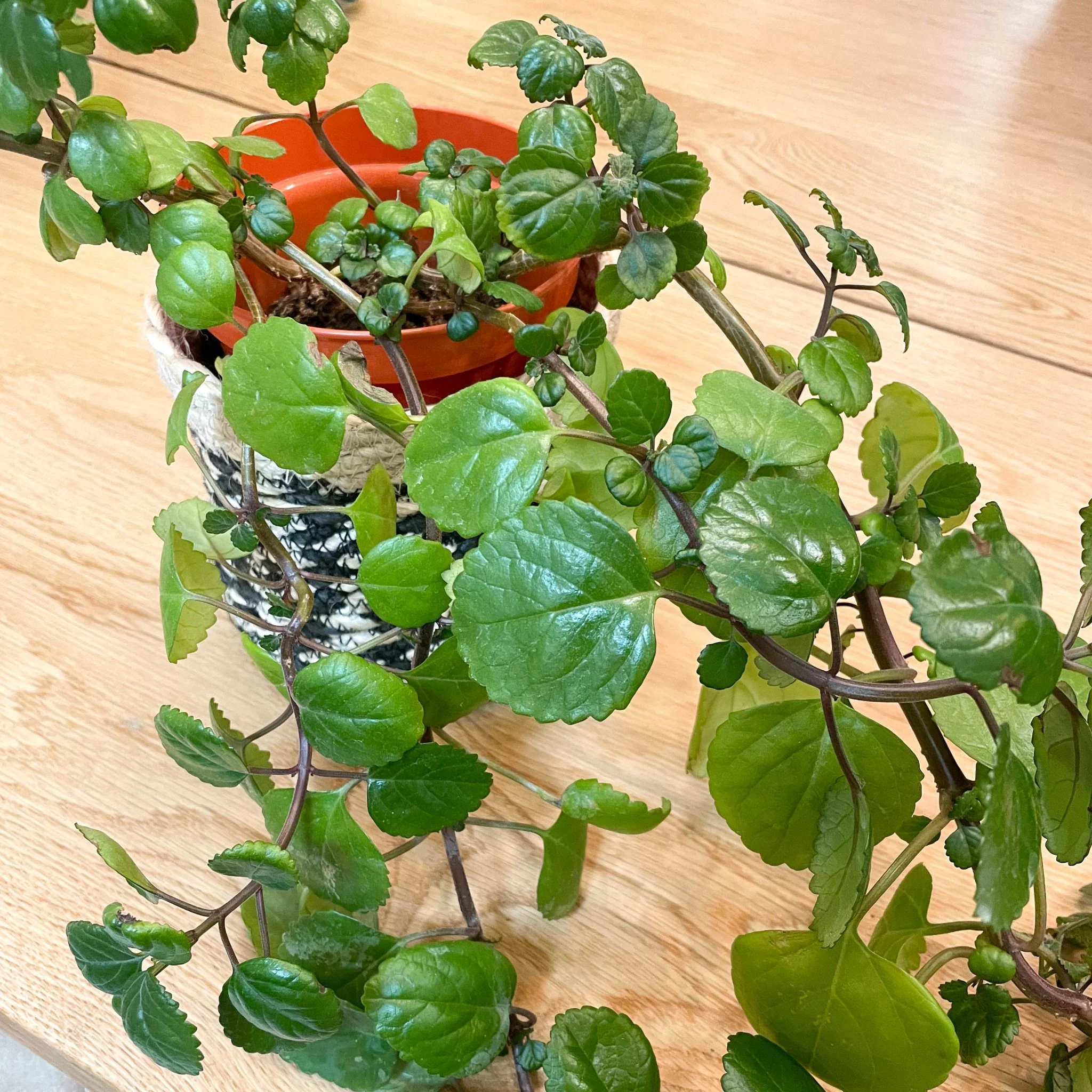Re-potting Service - Image 3