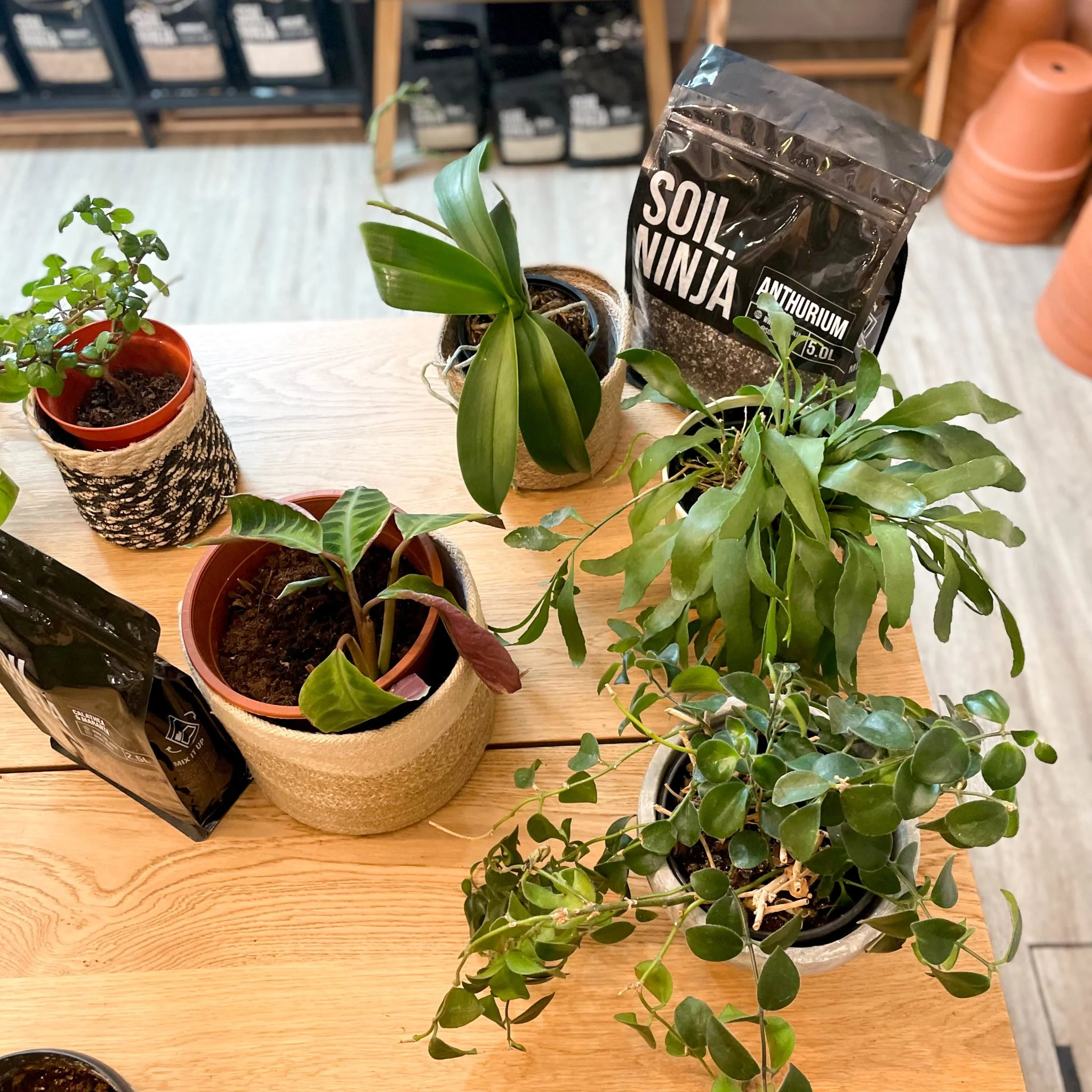 Re-potting Service - Image 4