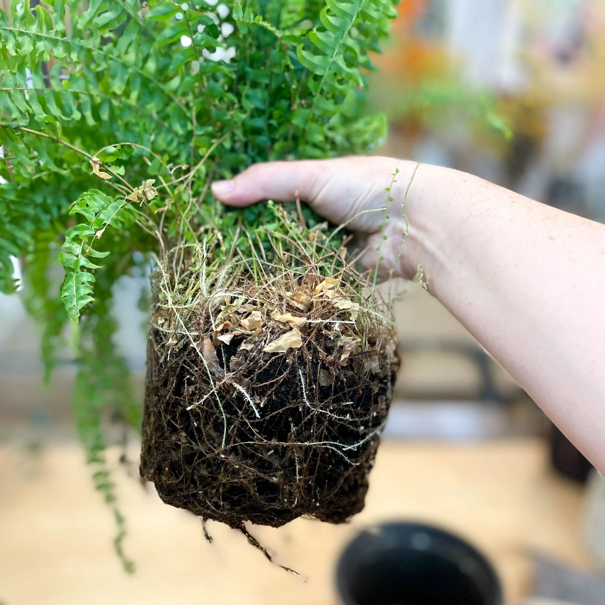 Re-potting Service - Image 5