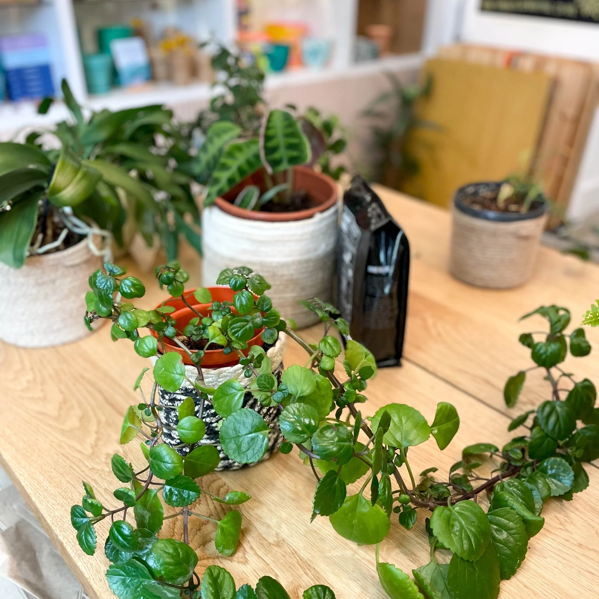 Re-potting Service - Image 6