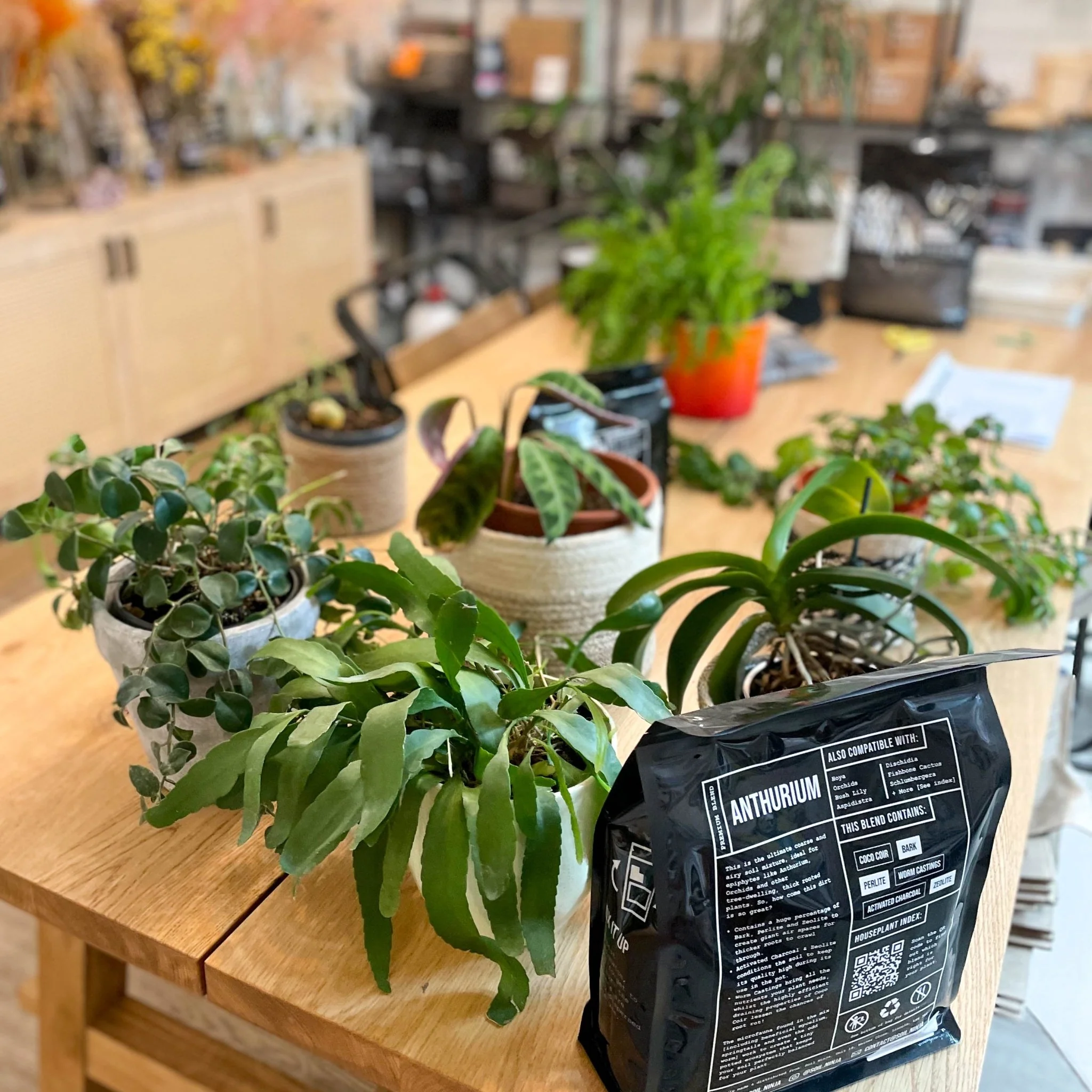 Re-potting Service - Image 7