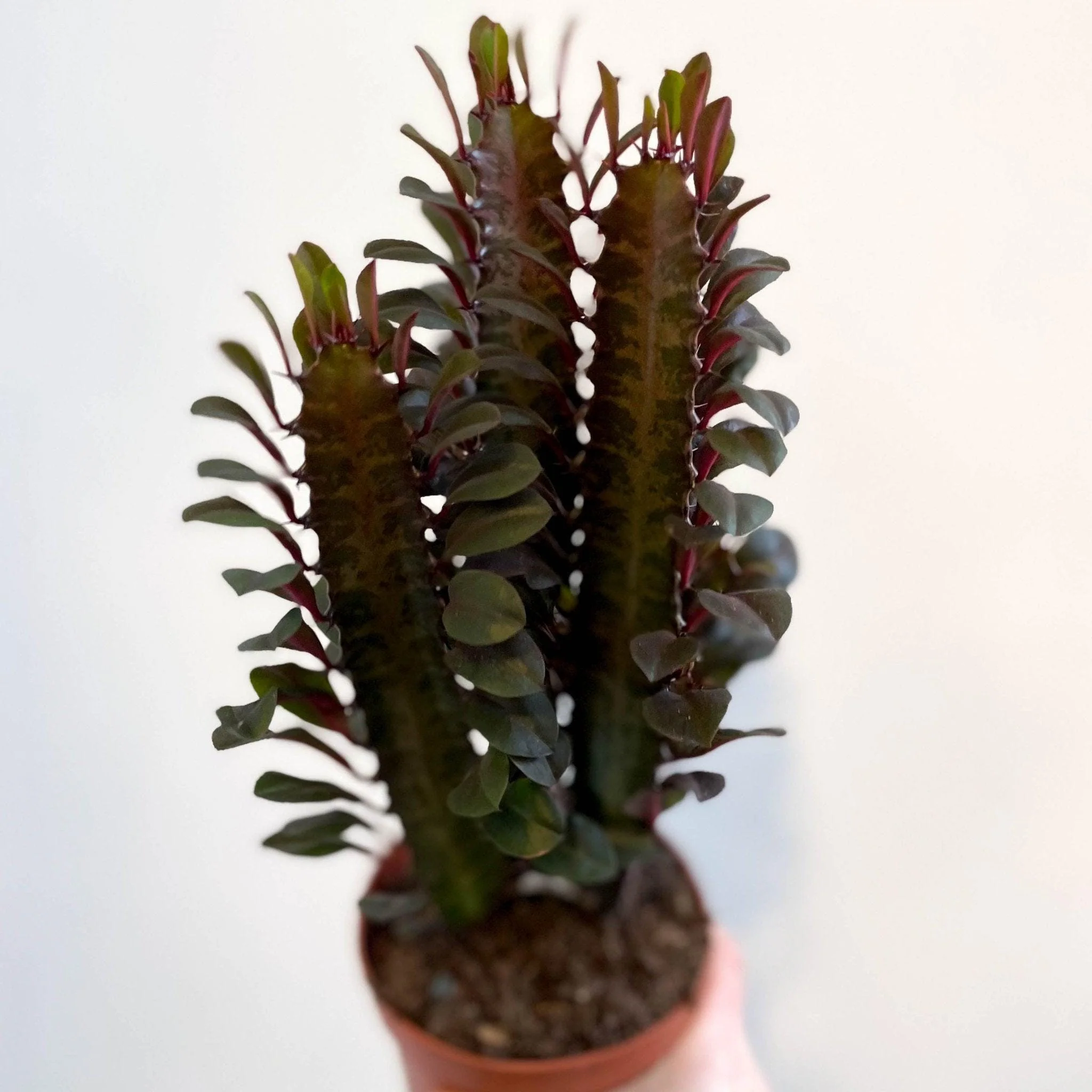 Euphorbia trigona 'Rubra' - Red African Milk Tree - Image 10