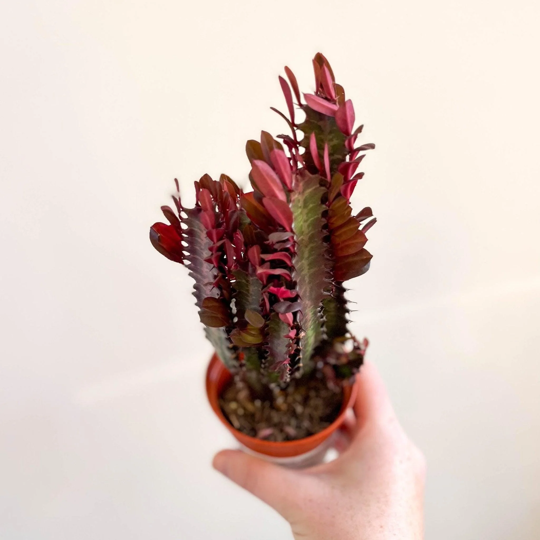 Euphorbia trigona 'Rubra' - Red African Milk Tree - Image 3