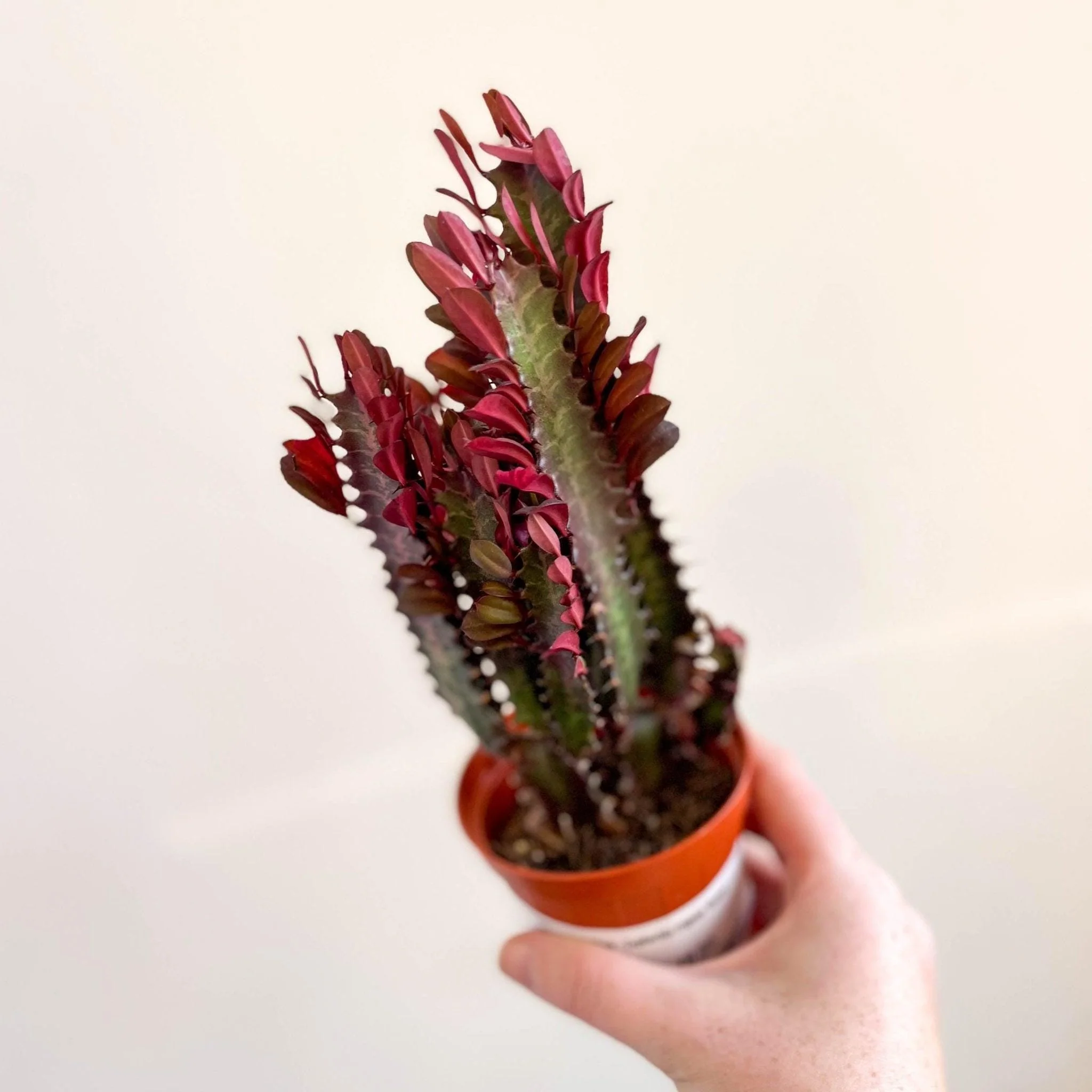 Euphorbia trigona 'Rubra' - Red African Milk Tree - Image 4