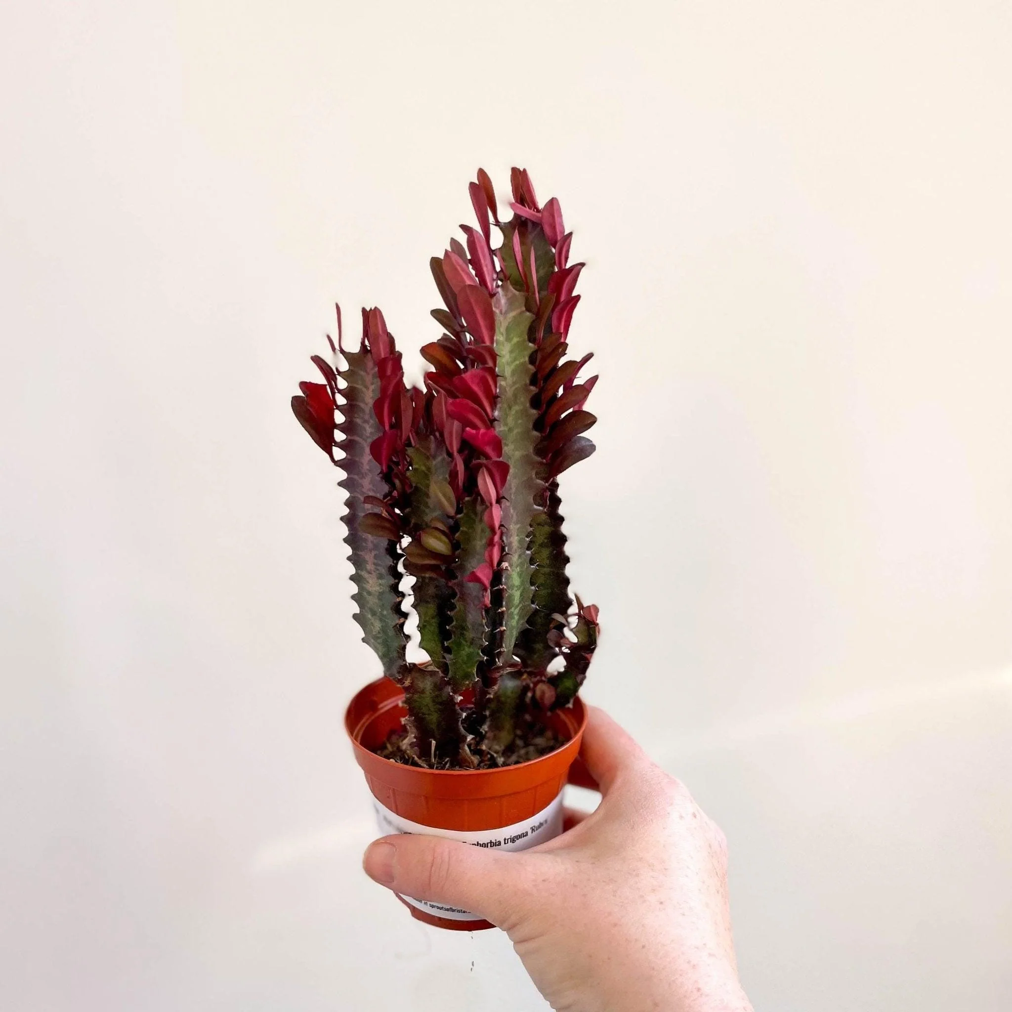 Euphorbia trigona 'Rubra' - Red African Milk Tree - Image 5