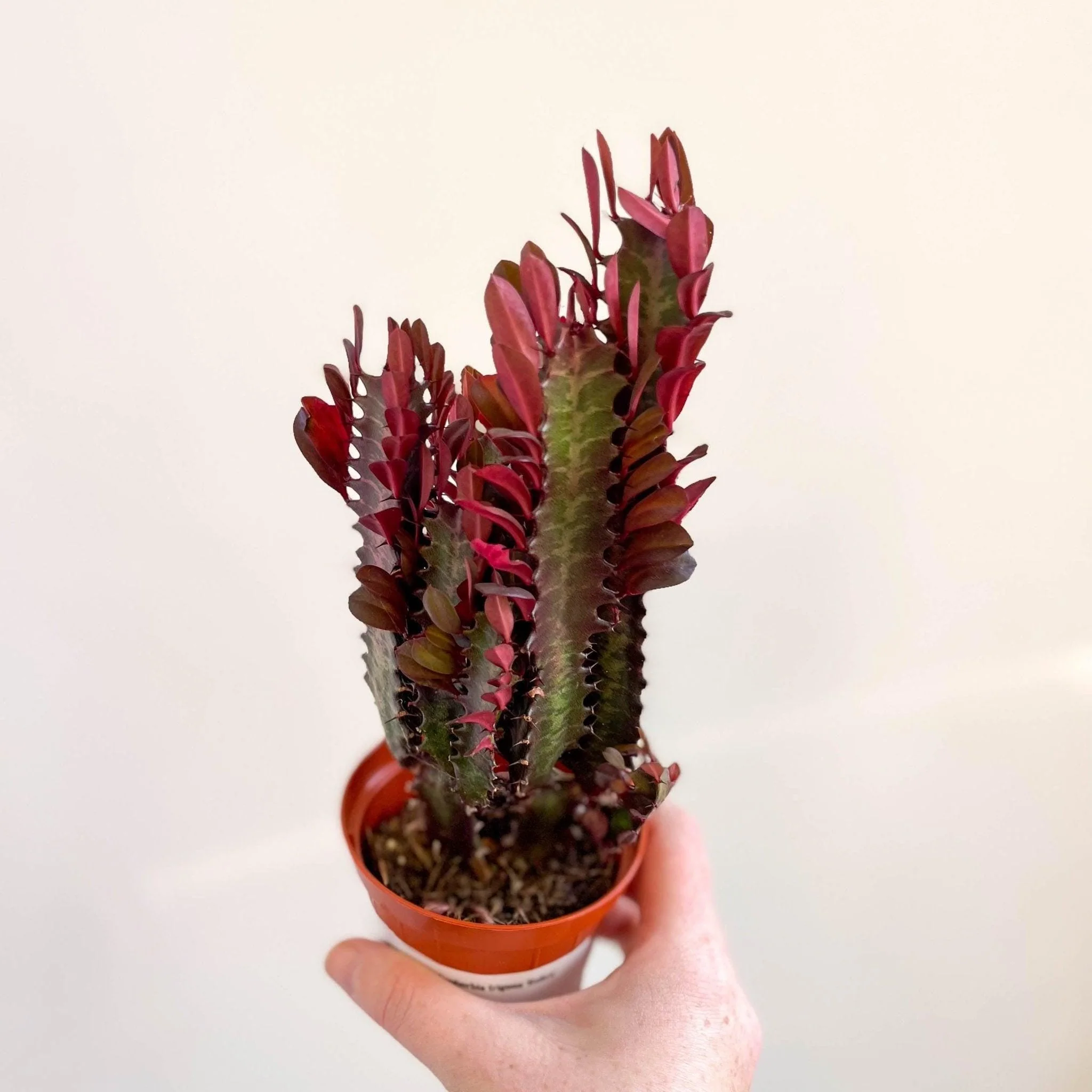 Euphorbia trigona 'Rubra' - Red African Milk Tree - Image 6