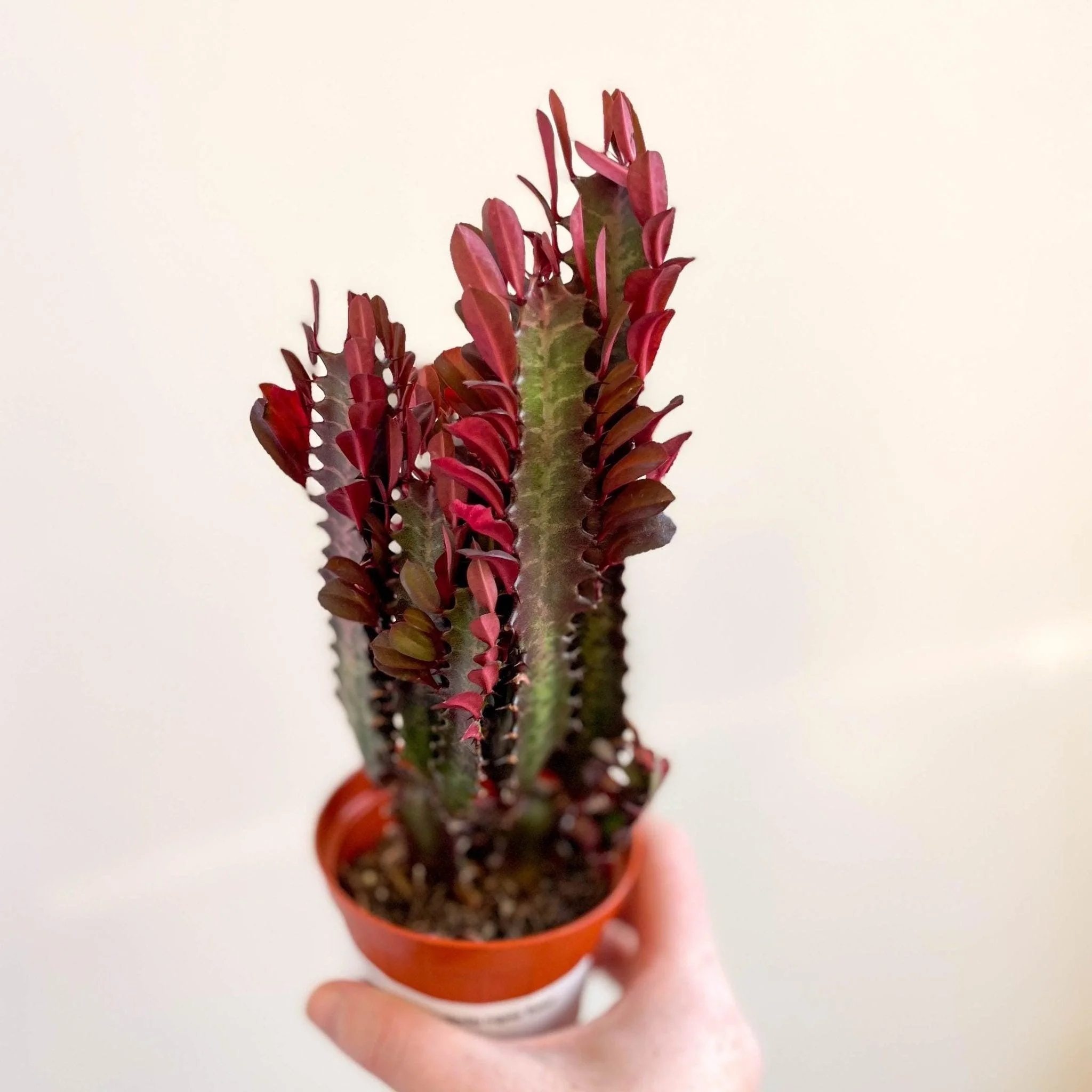 Euphorbia trigona 'Rubra' - Red African Milk Tree - Image 7