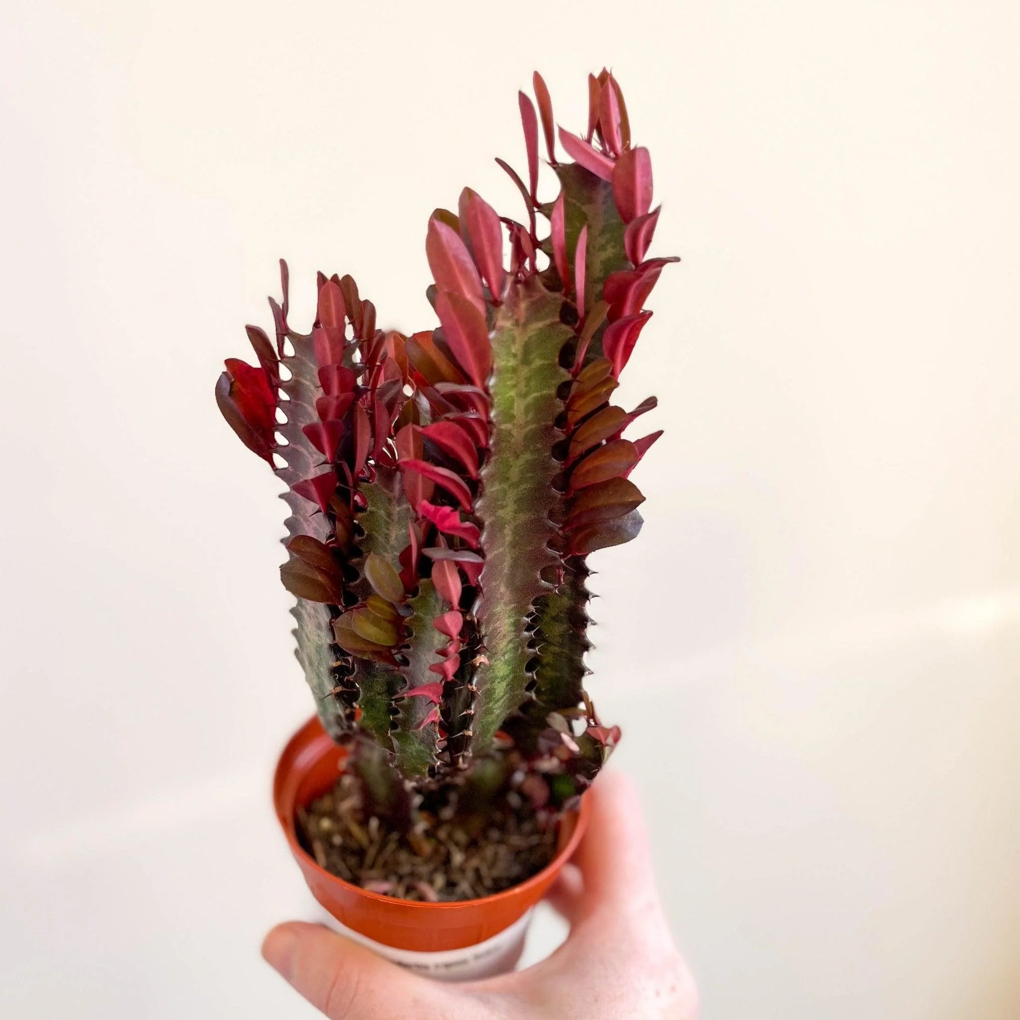 Euphorbia trigona 'Rubra' - Red African Milk Tree - Image 8