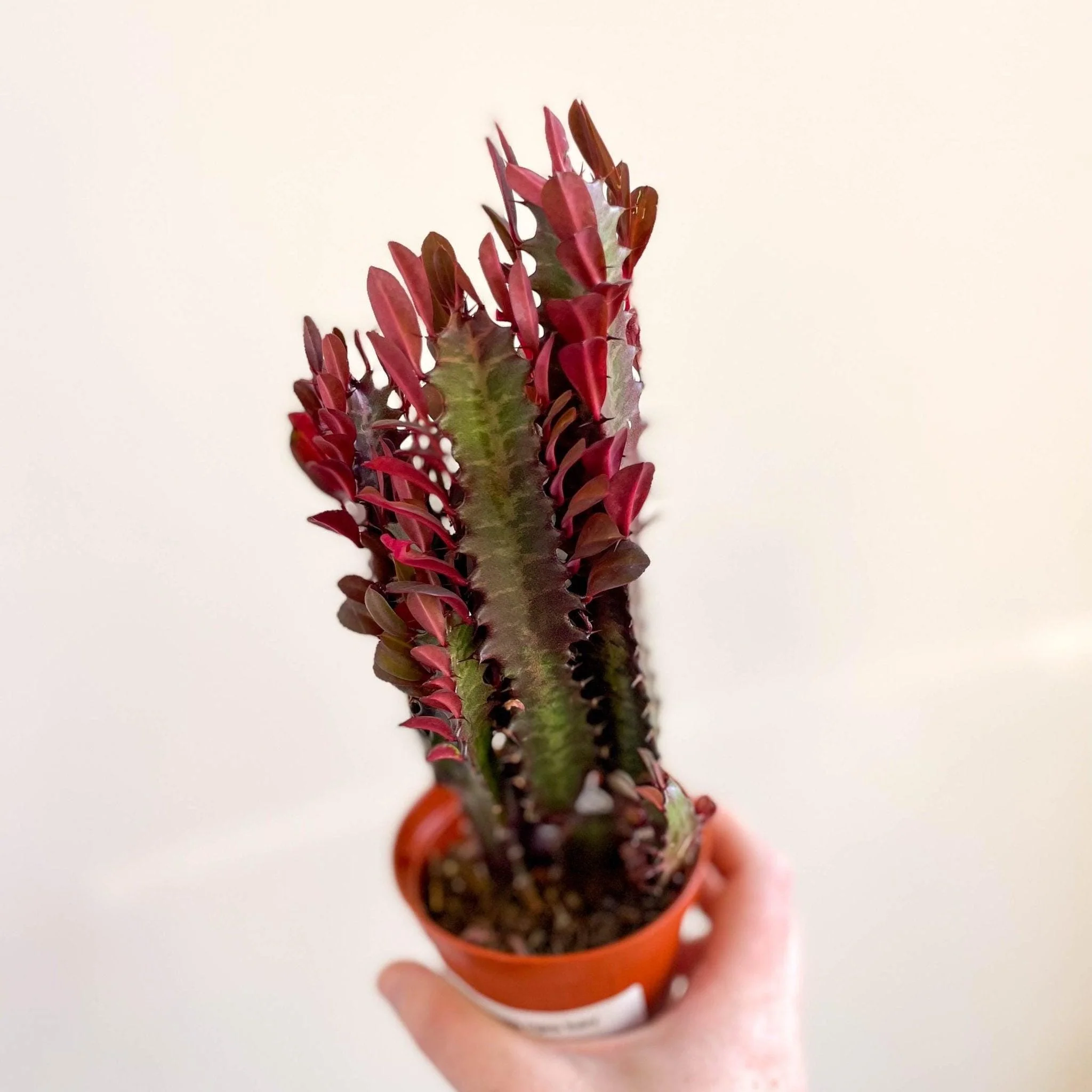 Euphorbia trigona 'Rubra' - Red African Milk Tree - Image 9