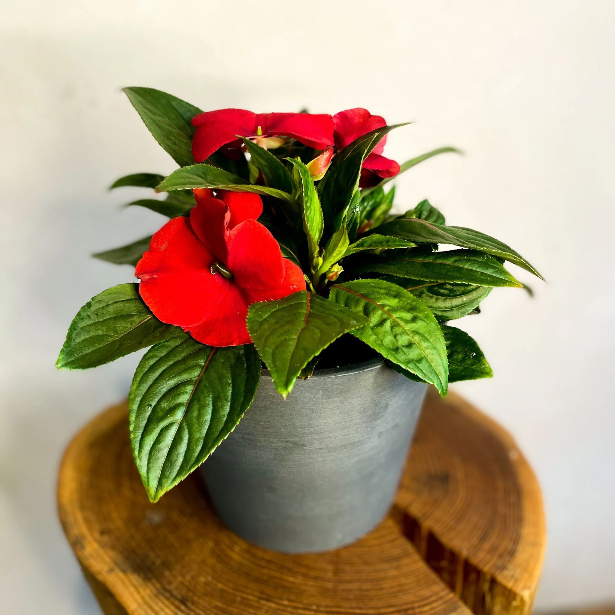 Red Busy Lizzie - Impatiens 'New Guinea'