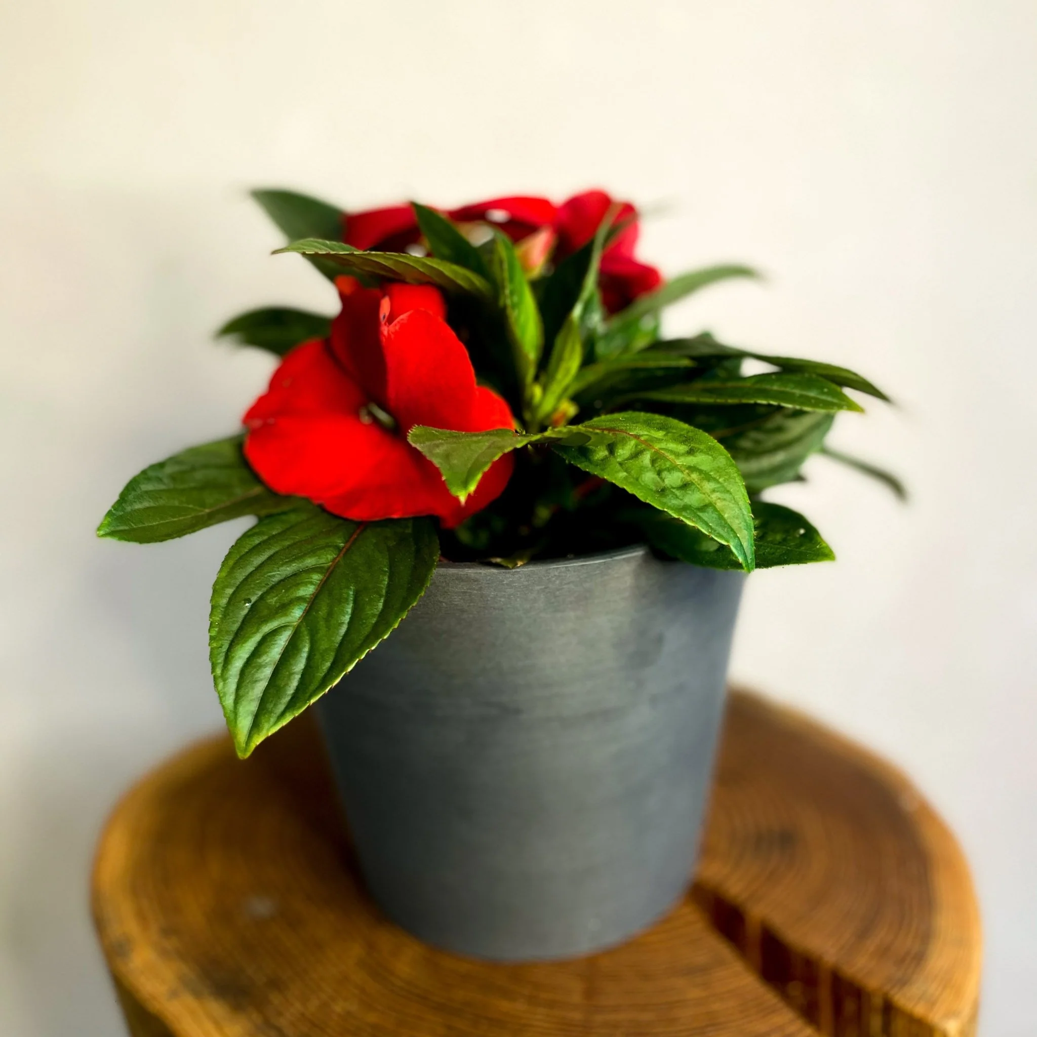 Red Busy Lizzie - Impatiens 'New Guinea' - Image 2