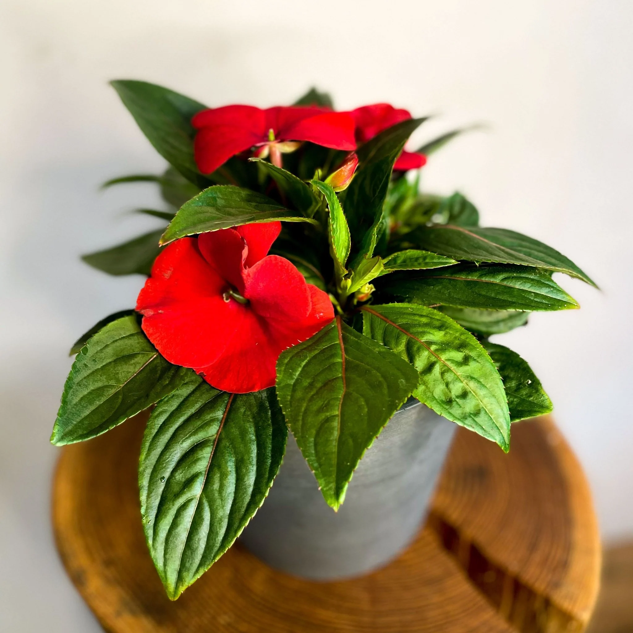 Red Busy Lizzie - Impatiens 'New Guinea' - Image 3