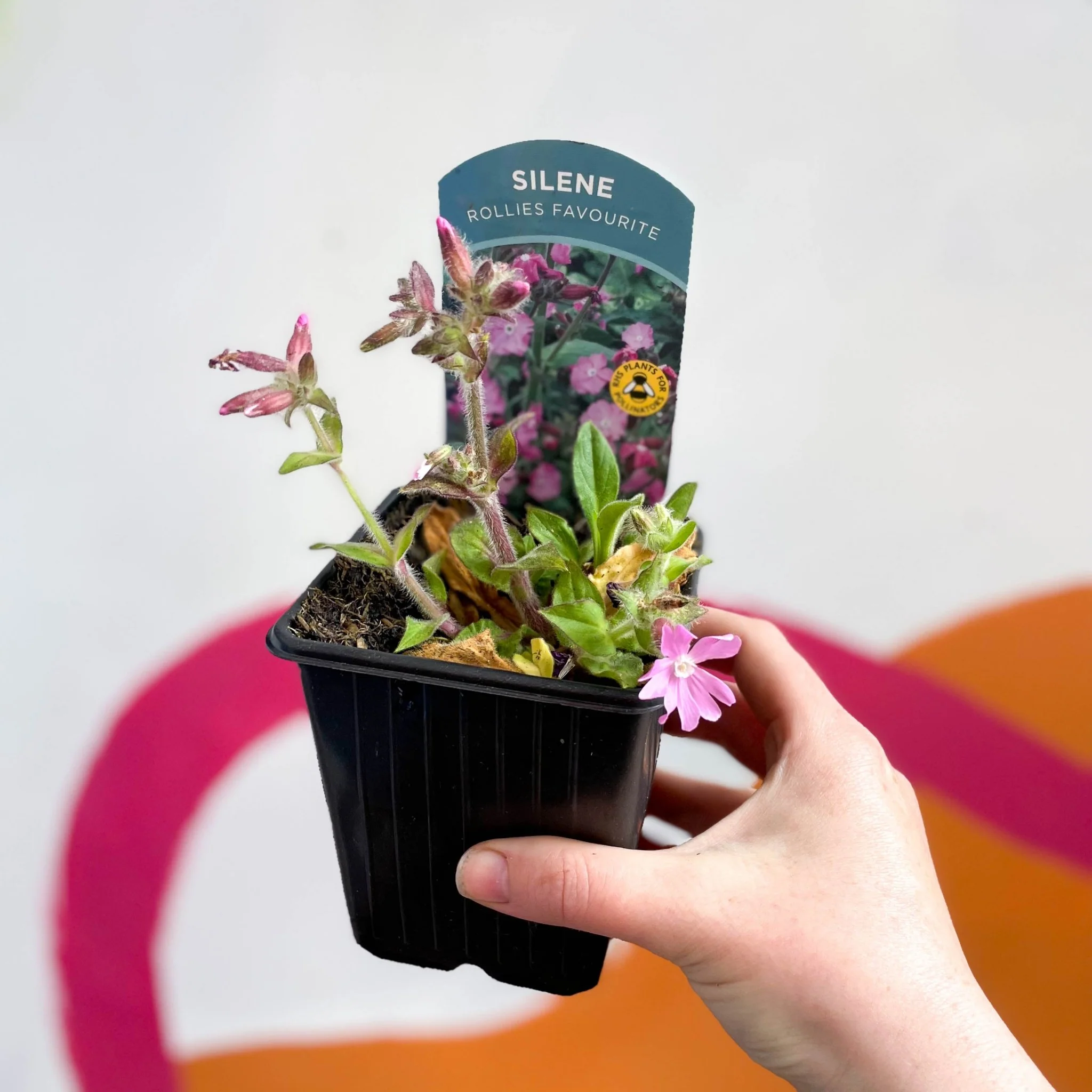 Red Campion - Silene dioica 'Rollie's Favourite' - British Grown Semi-evergreen Perennial Alpine - Image 3