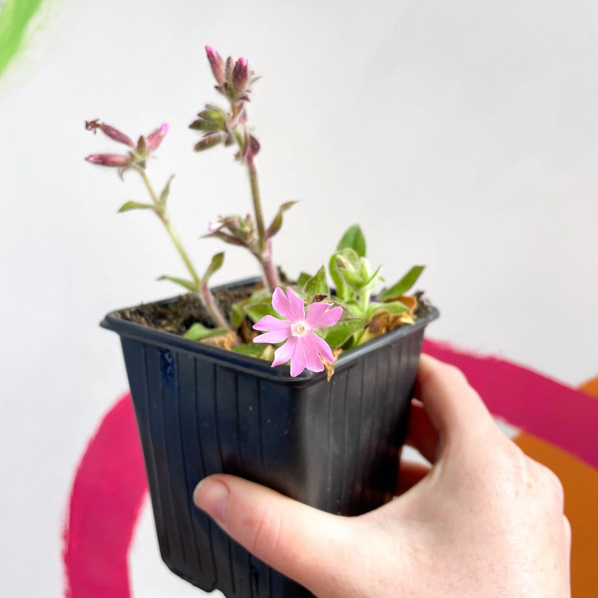 Red Campion - Silene dioica 'Rollie's Favourite' - British Grown Semi-evergreen Perennial Alpine - Image 5