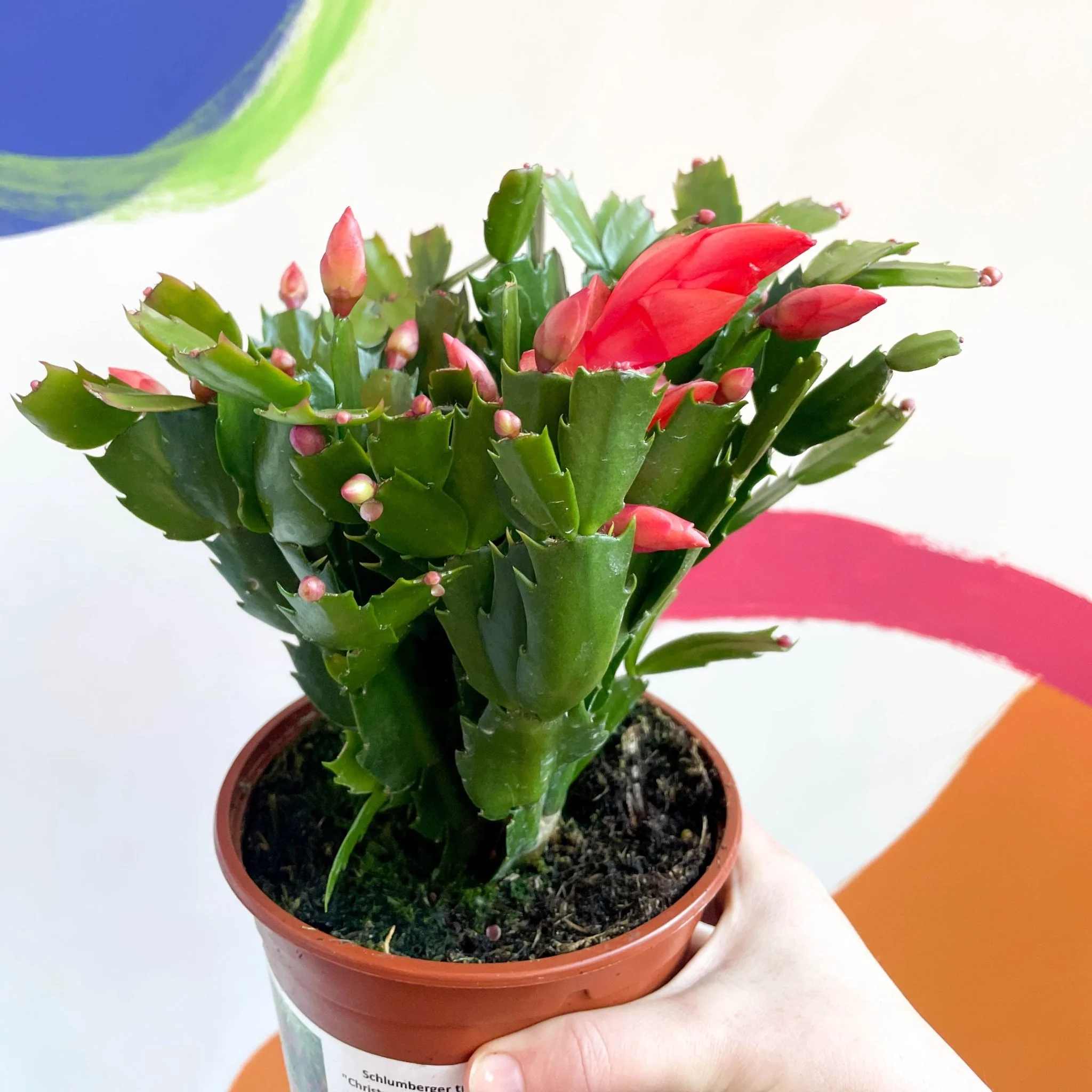 Schlumbergera truncata 'Caribbean Dancer' - British Grown - Image 7