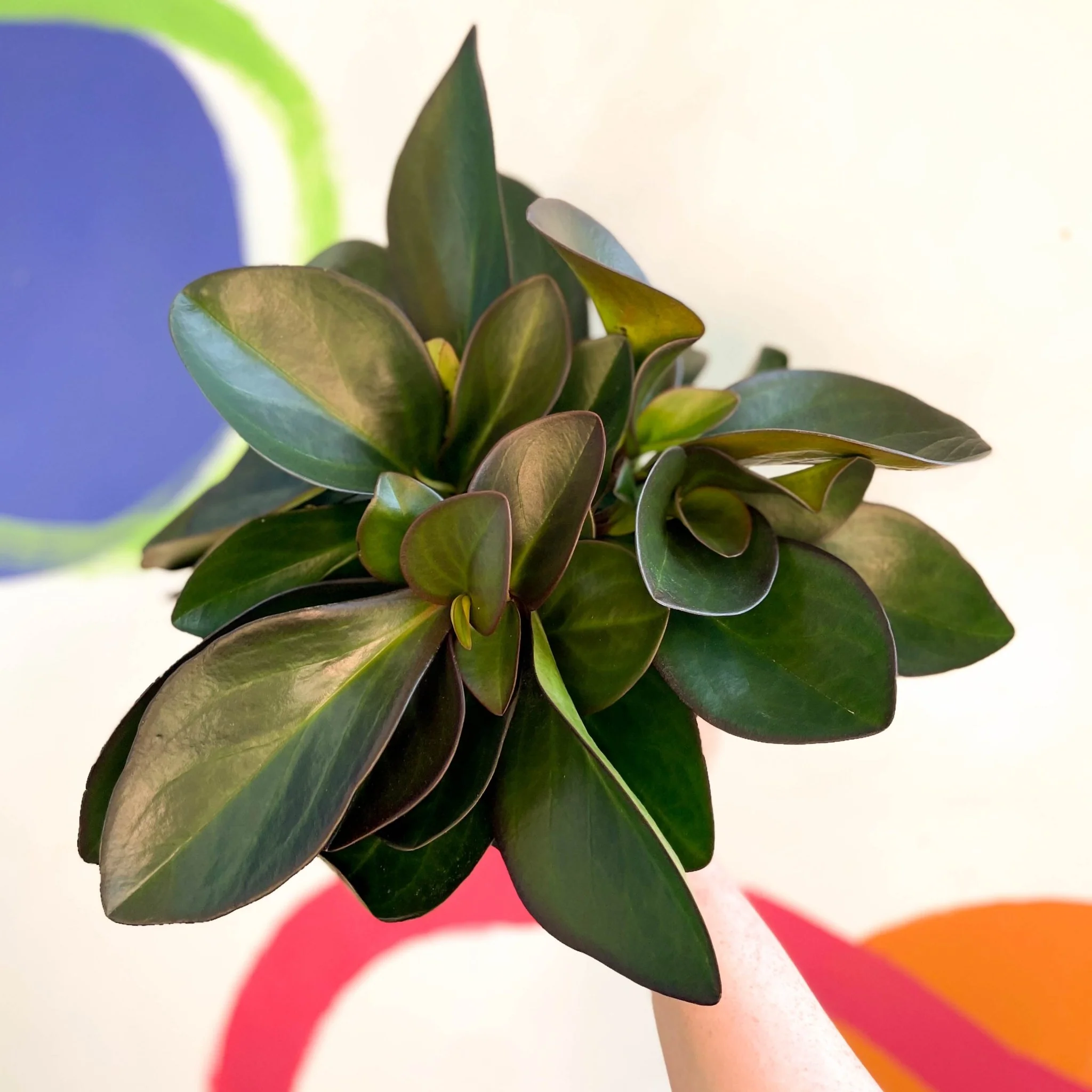 Red Edged Radiator Plant - Peperomia clusiifolia 'Red Margin'