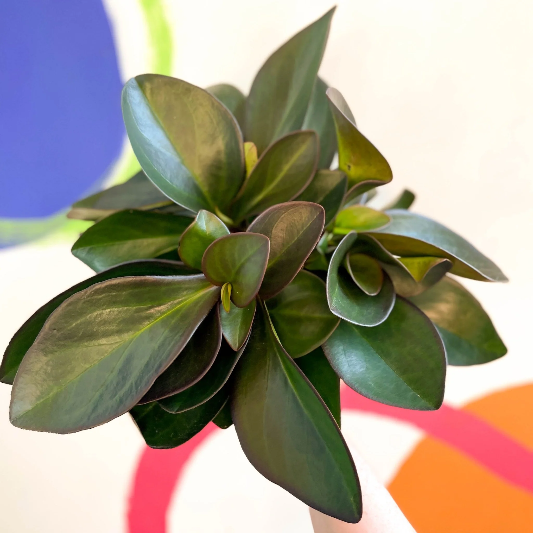 Red Edged Radiator Plant - Peperomia clusiifolia 'Red Margin' - Image 2