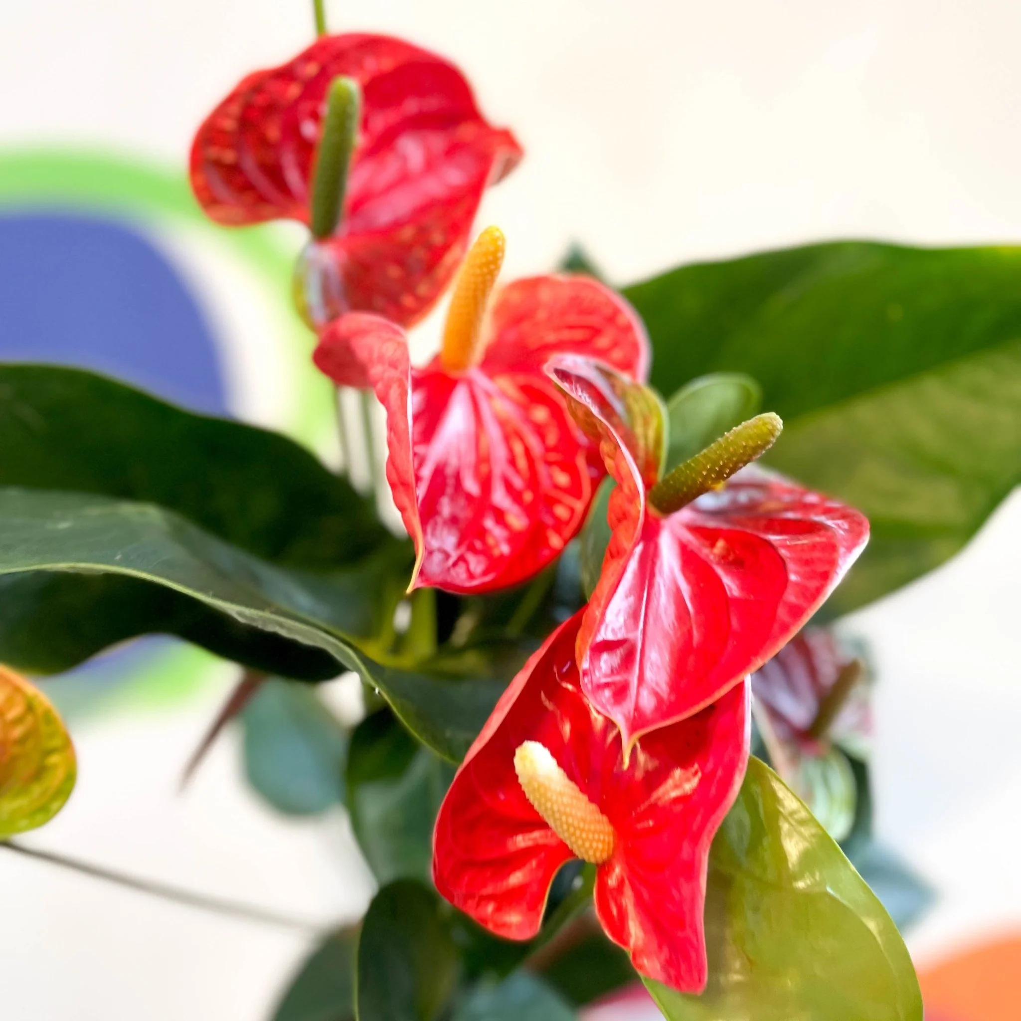 Anthurium andraeanum 'Madural' - Red Flamingo Flower - Image 2