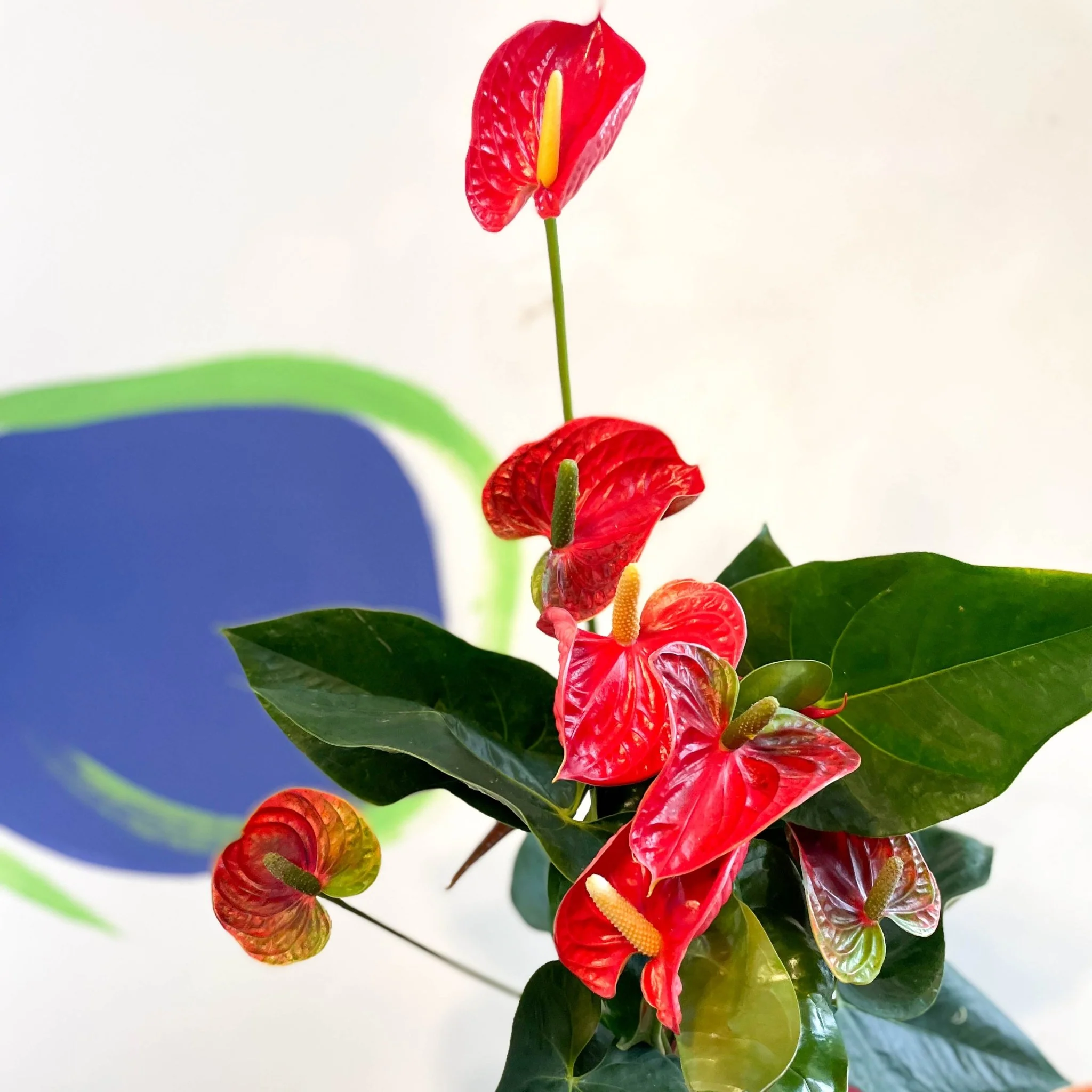 Anthurium andraeanum 'Madural' - Red Flamingo Flower - Image 3